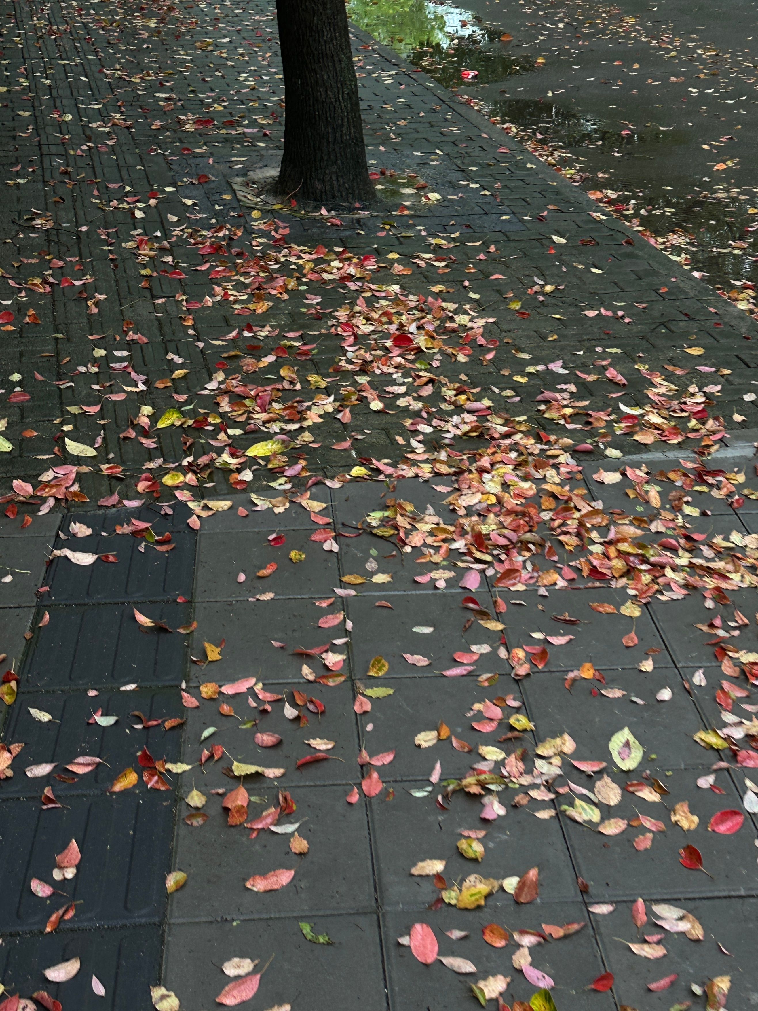 我国不包括调休的公共假期是11 被风吹落的树叶图片落树叶的图片