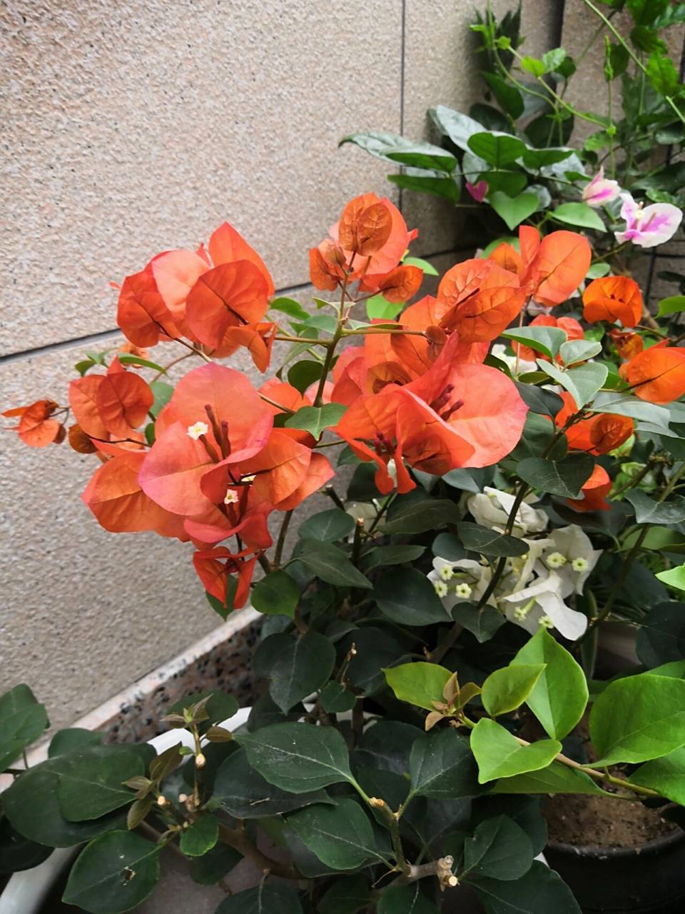 宝老橙三角梅 听说比较懒花,但开花绝对好看!花苞特别大,橙色如火