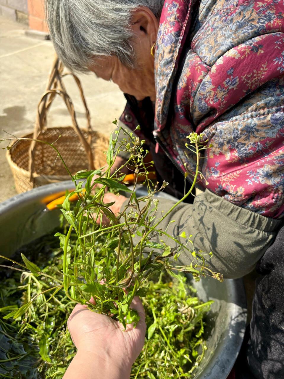 陈允斌荠菜煮水图片