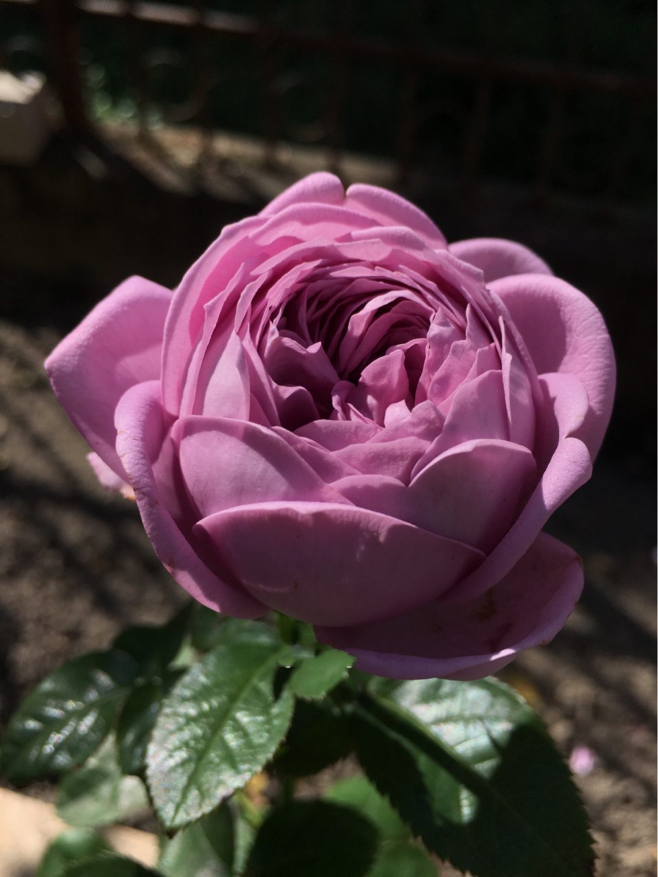 蓝紫色月季中不可忽视的品种   微蓝 微蓝是一款来自德国的月季,叶片