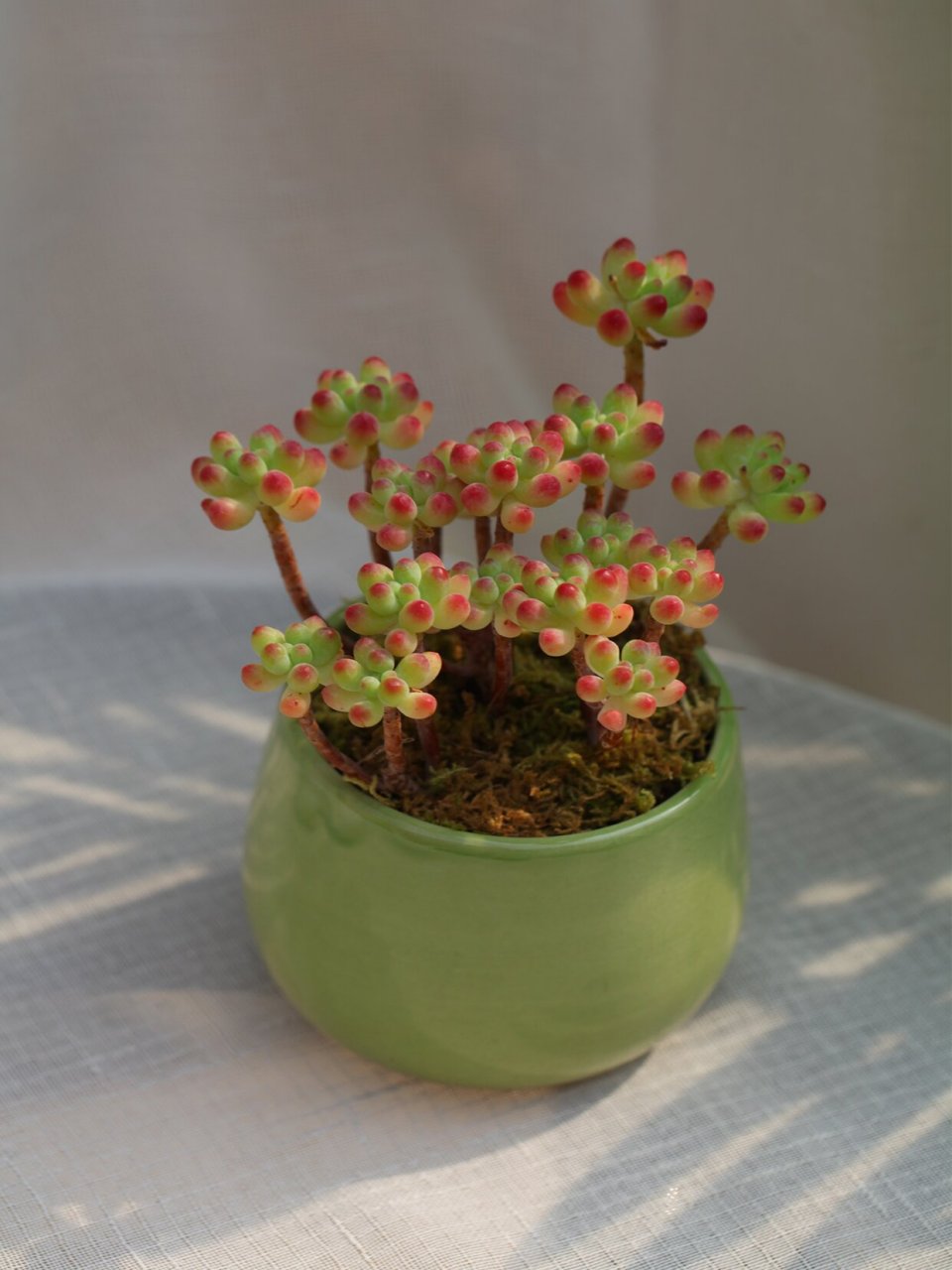 每周一个鲜花养护知识丨果冻乙女心 乙女心,在它生长的季节里,整个