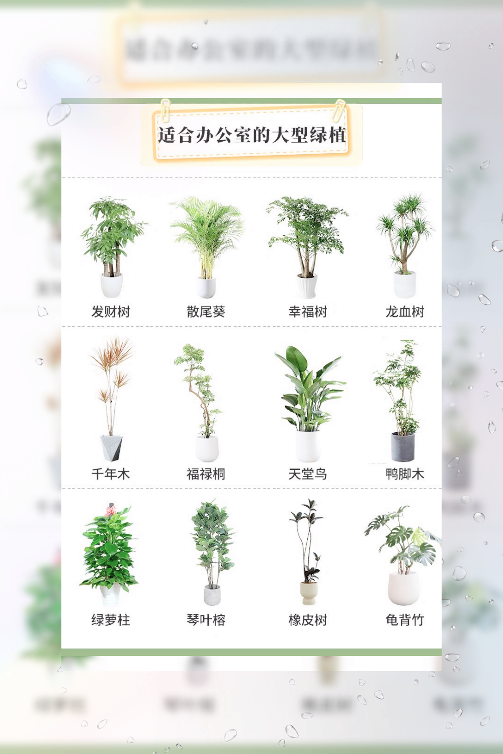 绿植盆栽种类名称图片