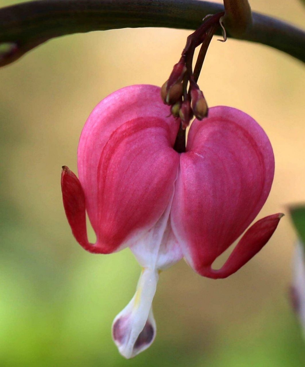 fukuhara),为罂粟科,荷包牡丹属多年生草本植物,株高30～60cm.
