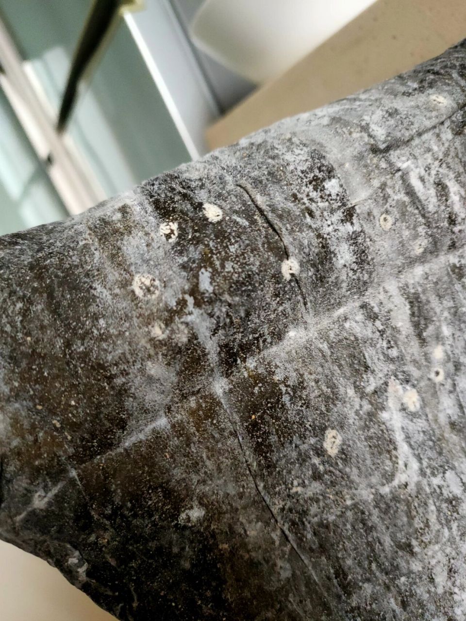 这样的干海带是发霉了吗? 昨天才买的