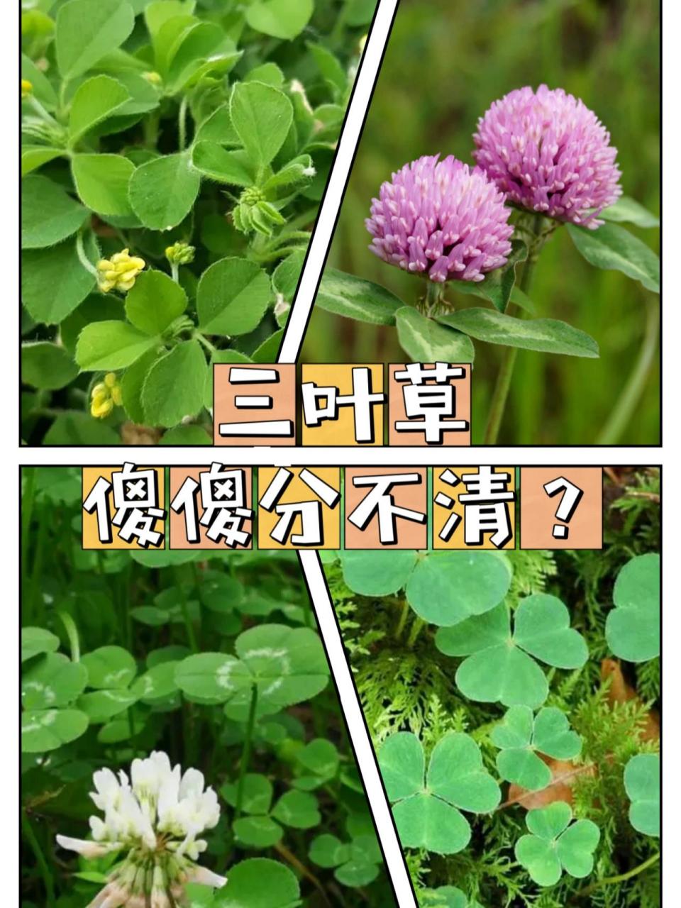 你真的认识三叶草和四叶草吗?一图get!