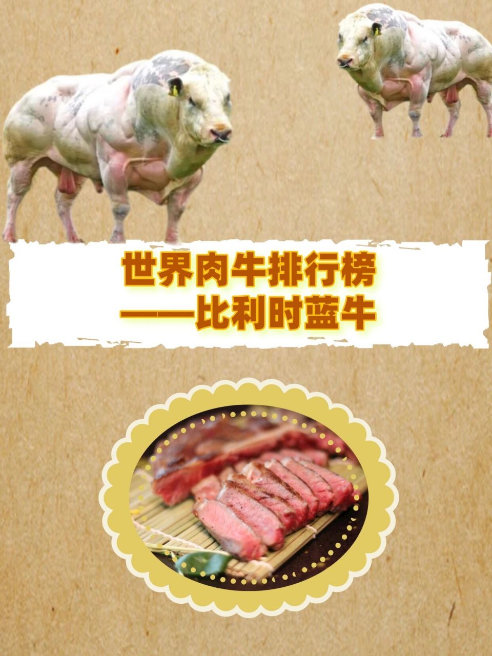 世界肉牛牛种第七名—比利时蓝牛 比利时蓝牛又称比利时魔鬼筋肉牛,原