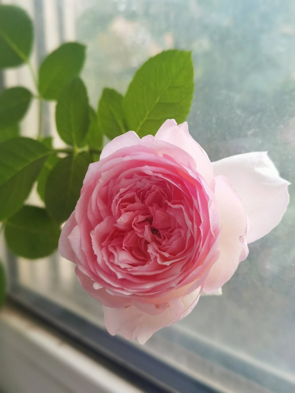 阳台月季:新浅樱桃 新浅樱桃非常优秀!