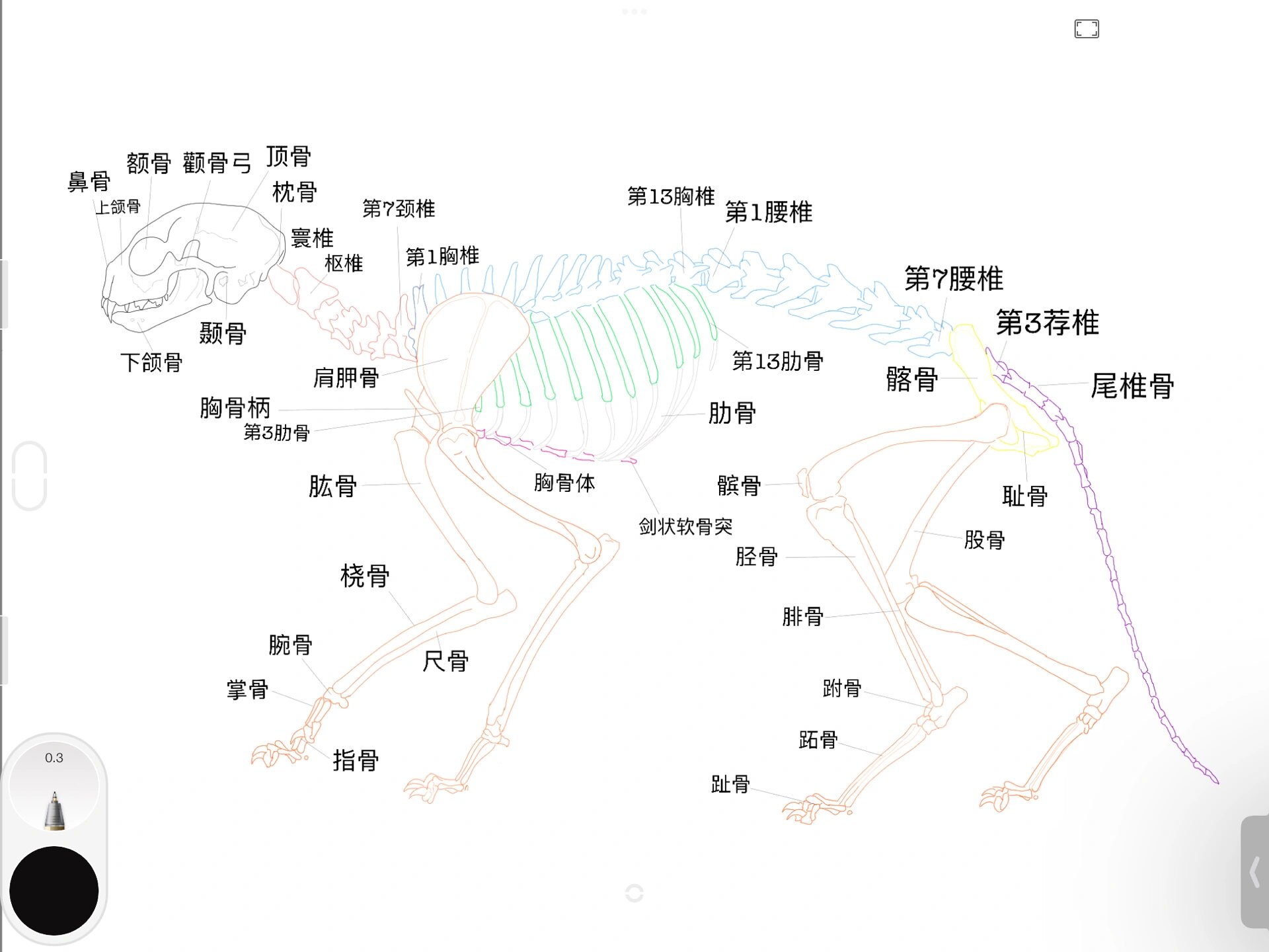 猫咪93骨骼解剖图