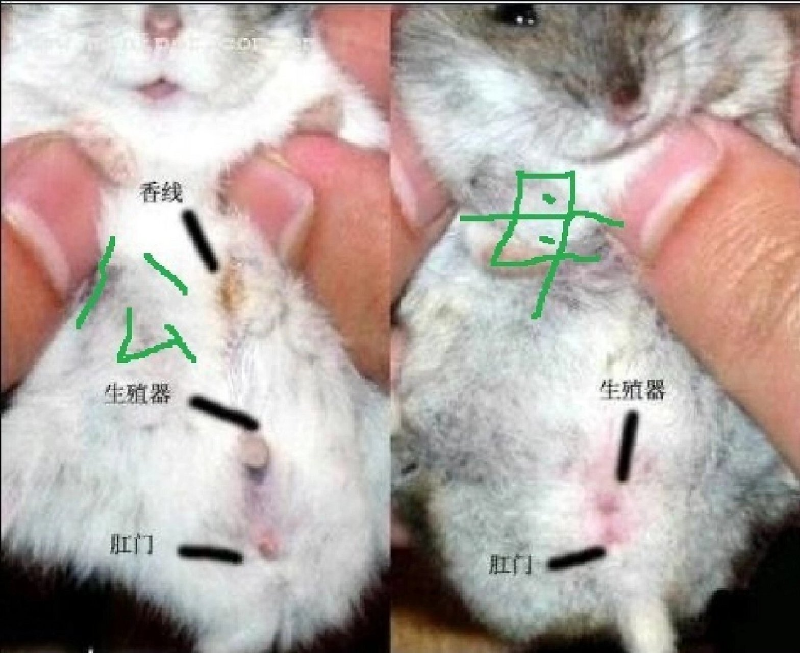 教你怎么分辨仓鼠公母? 教你怎么看仓鼠公母?