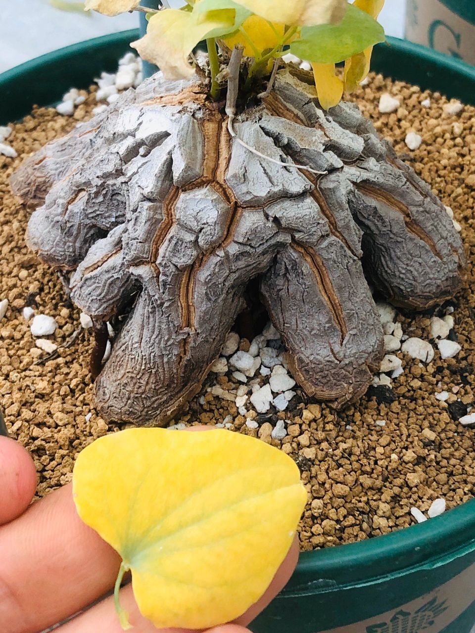 这款龟甲龙深得我心.块根的形态像流动的岩浆向四周延伸.