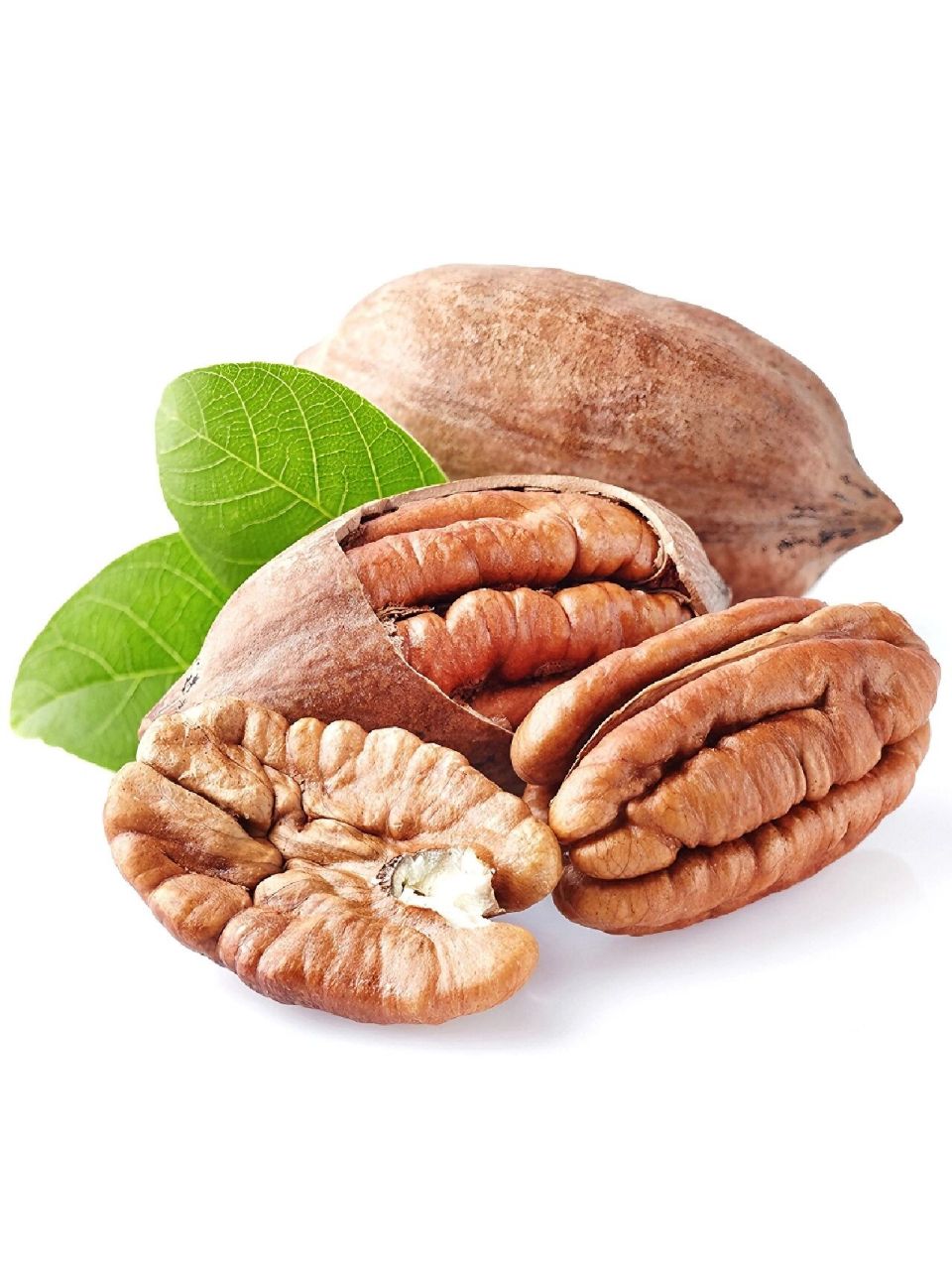 绘画素材:坚果干货合集