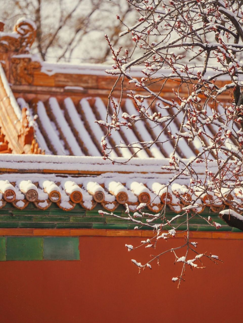 94雪后的故宫,杏花粉红色的花苞从积雪中探出头,吸饱了冬日的雨雪