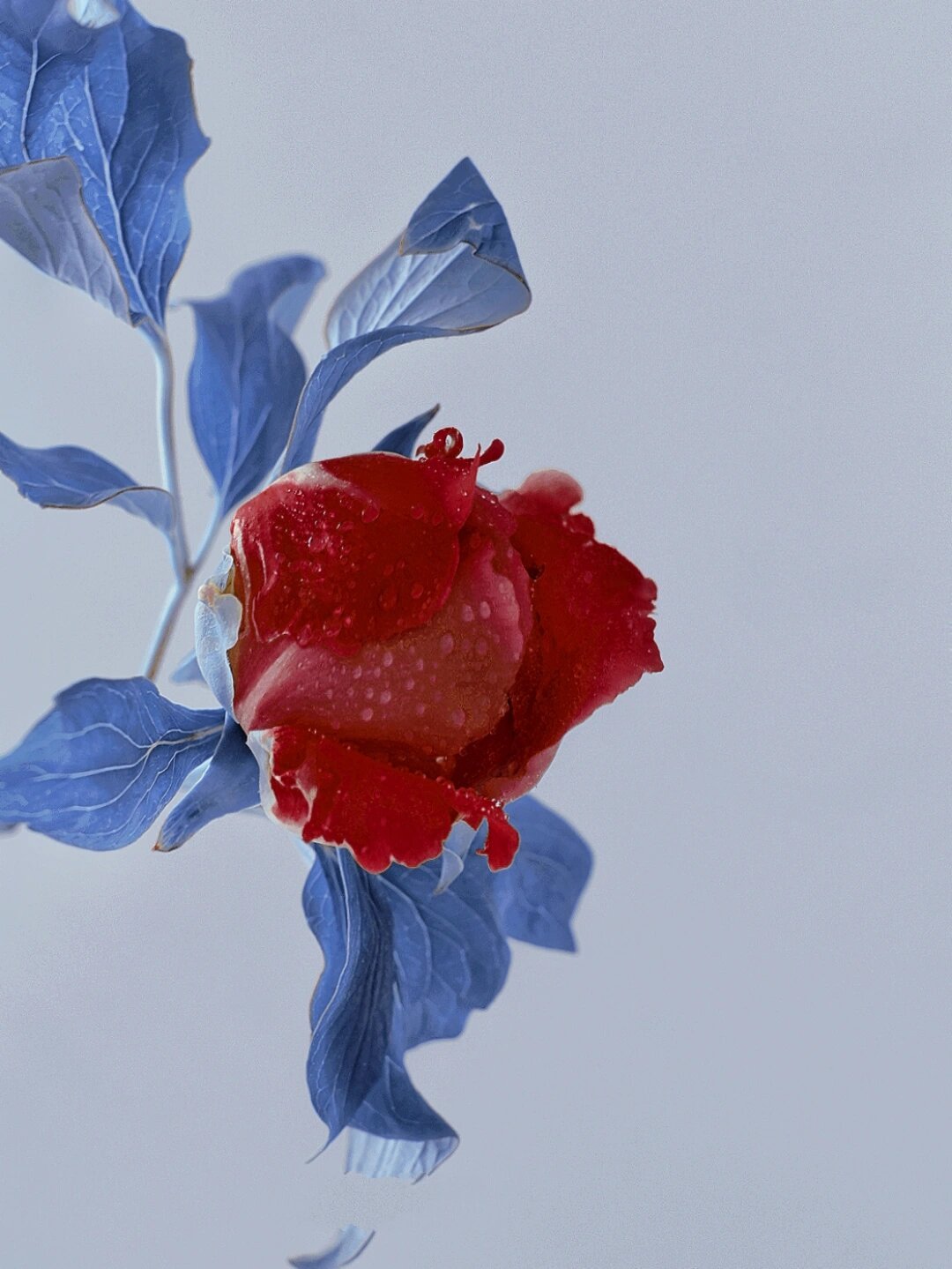 牡丹花苞 牡丹未开的样子也很有韵味