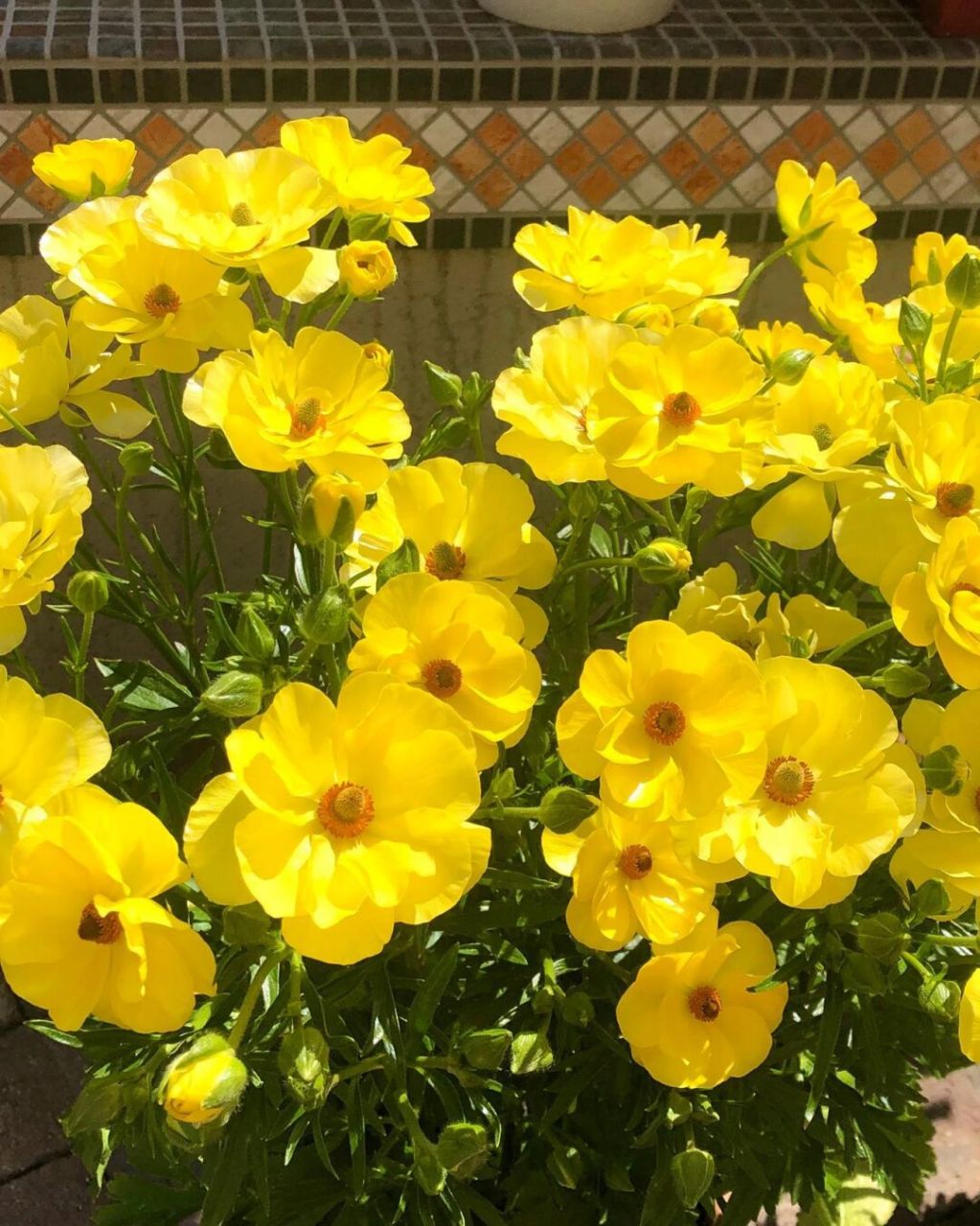 蝴蝶花毛茛|明亮的黄色,庭院必入～ 今天给大家推荐的是小黄鸭,明亮的