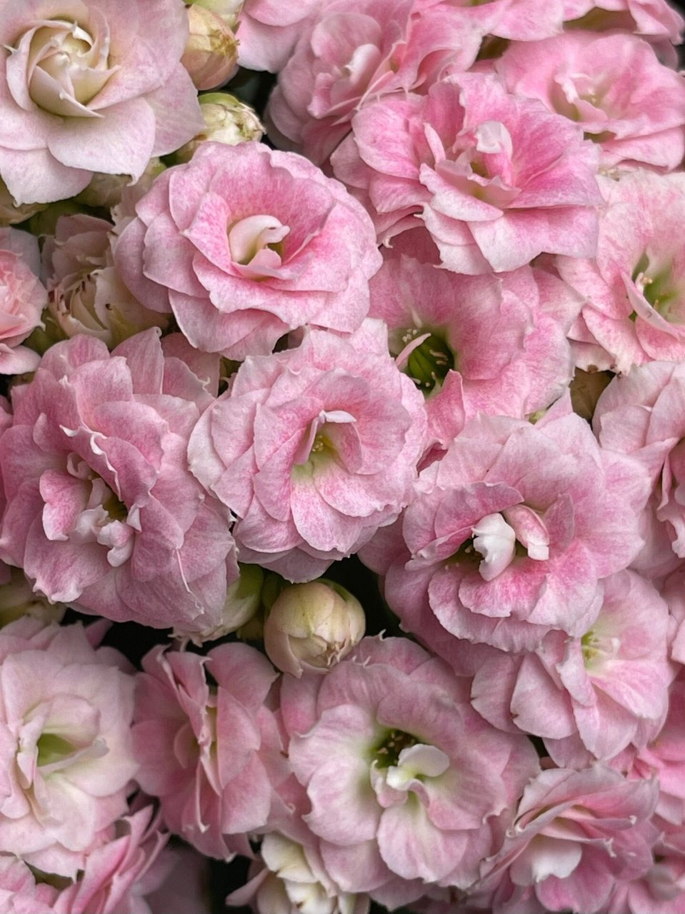 长寿花 克拉拉q2 美人醉 太喜欢这个了颜色和棵型都是我喜欢的样子