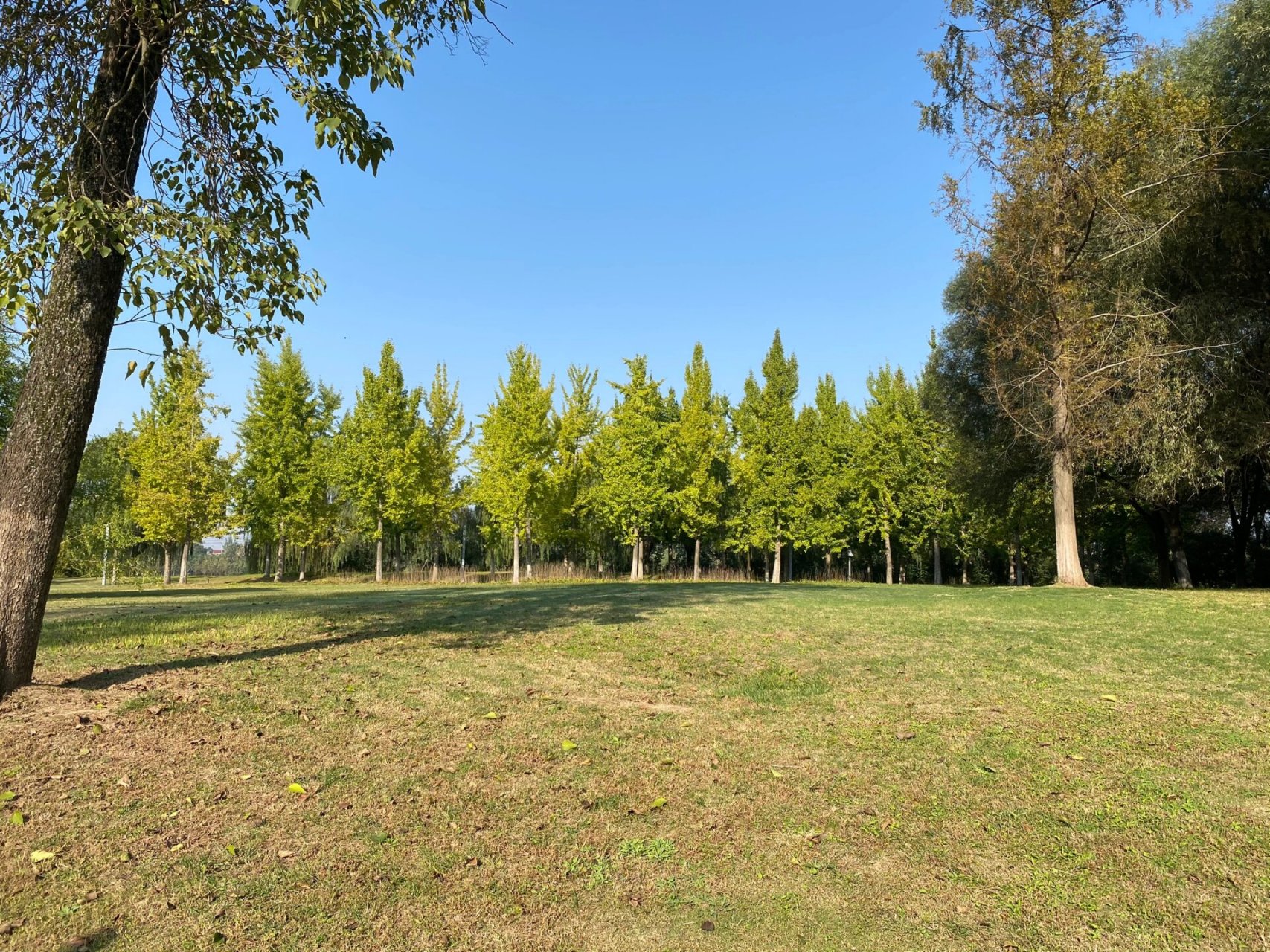 眉山太和北湖湿地公园图片