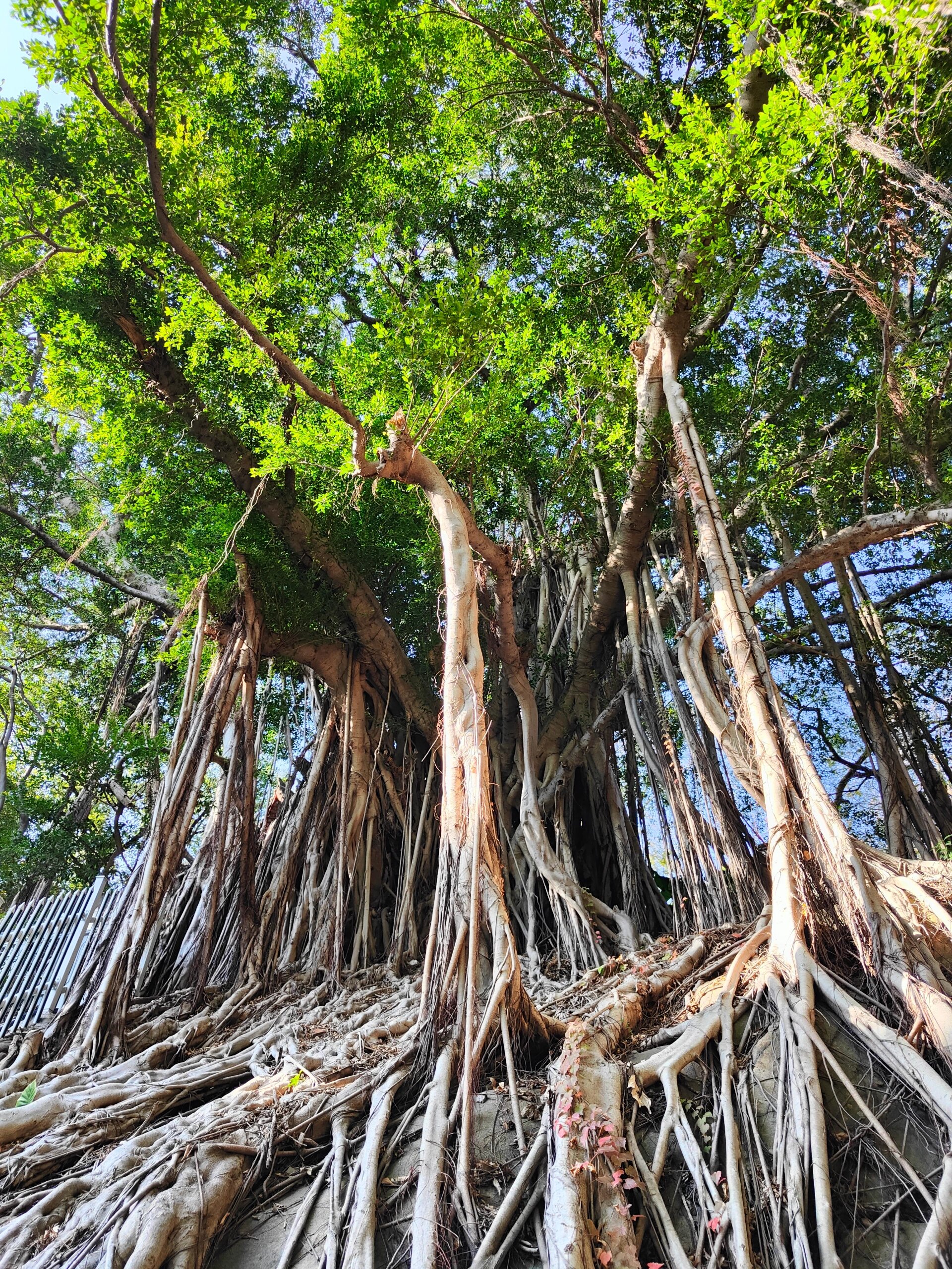 我7815福州|榕树