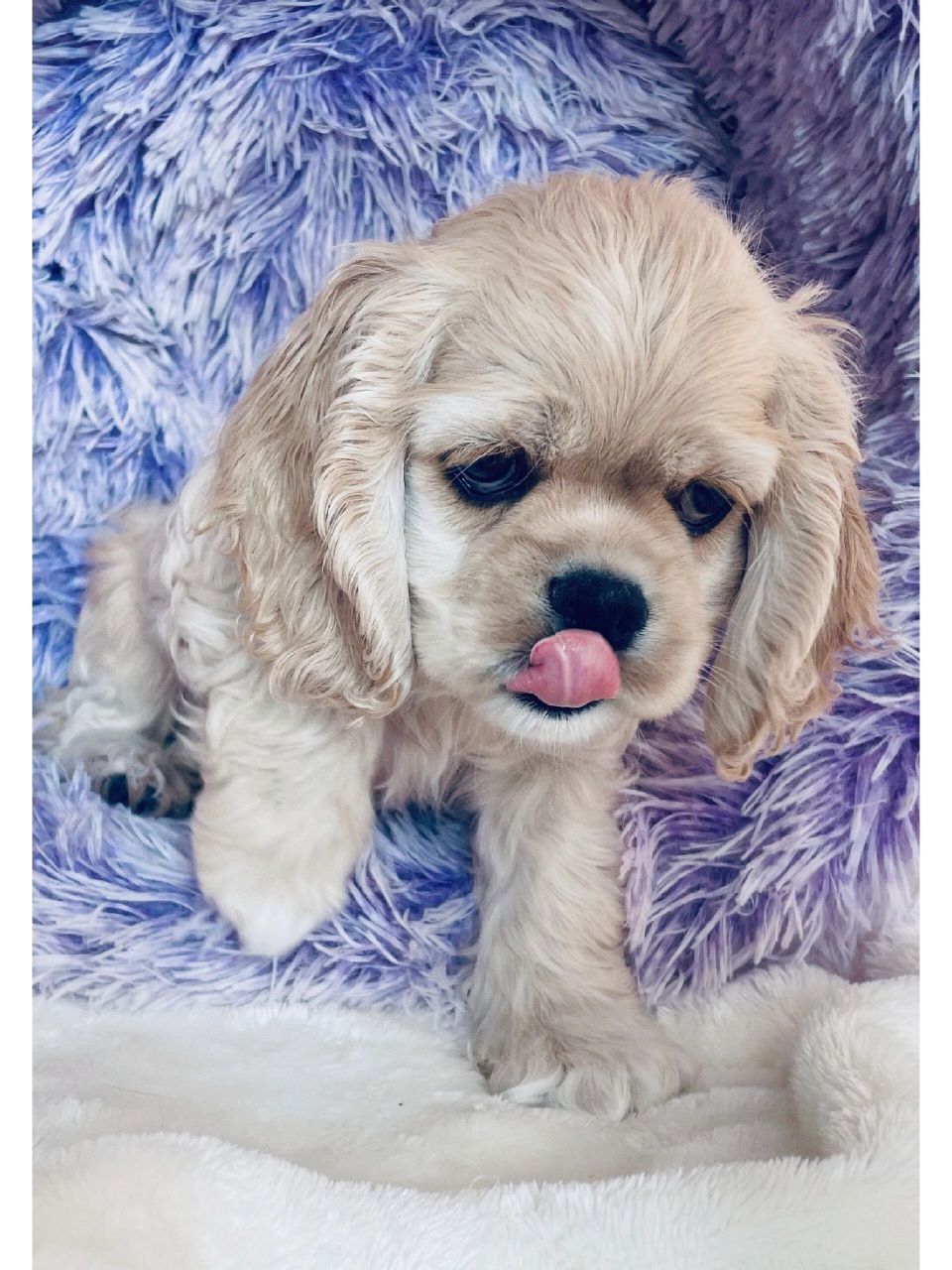 美国可卡犬美照欣赏  自家繁育的甜美系美卡小公,喜欢的快把它带回家.