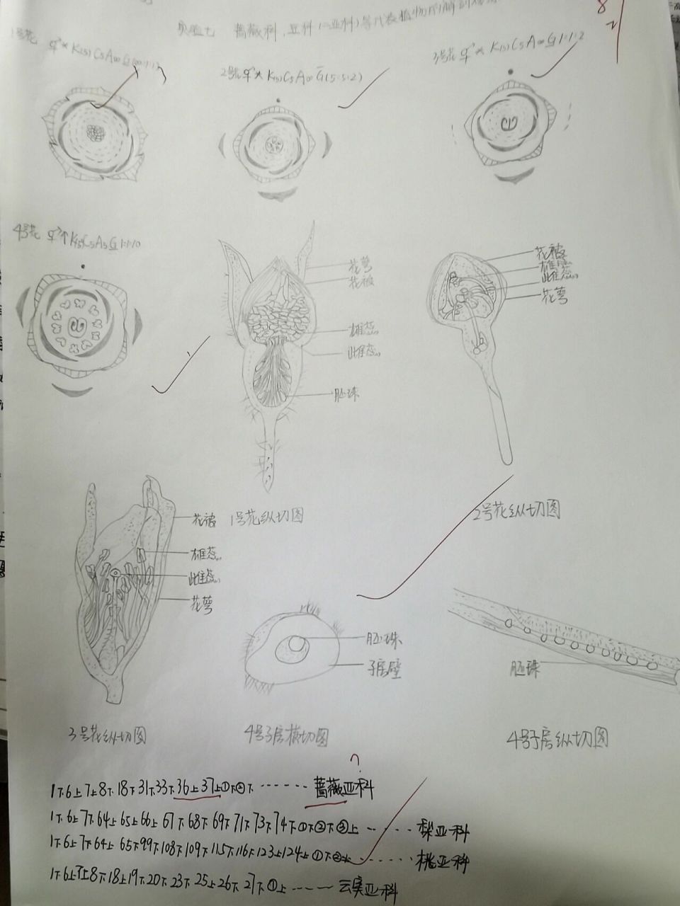 十字花科花图式结构图片