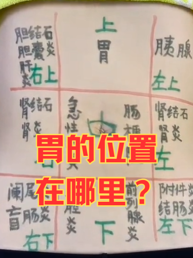 胃在人体内主要位于中上腹部,具体是在膈肌下方,胸骨偏下靠左的位置
