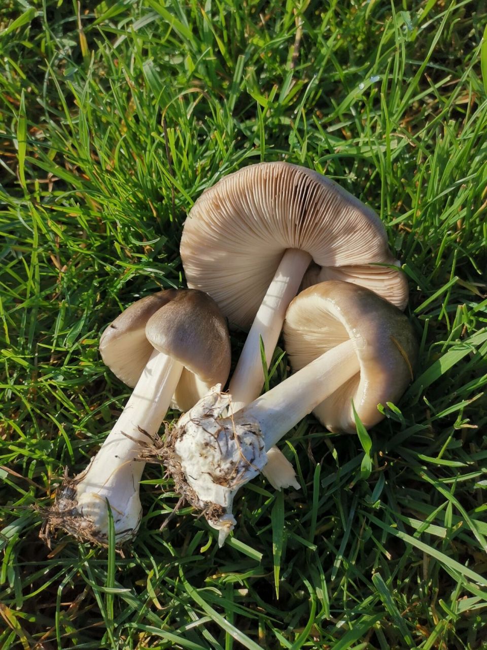 今日徒步,草地上到处都是这种白蘑菇.