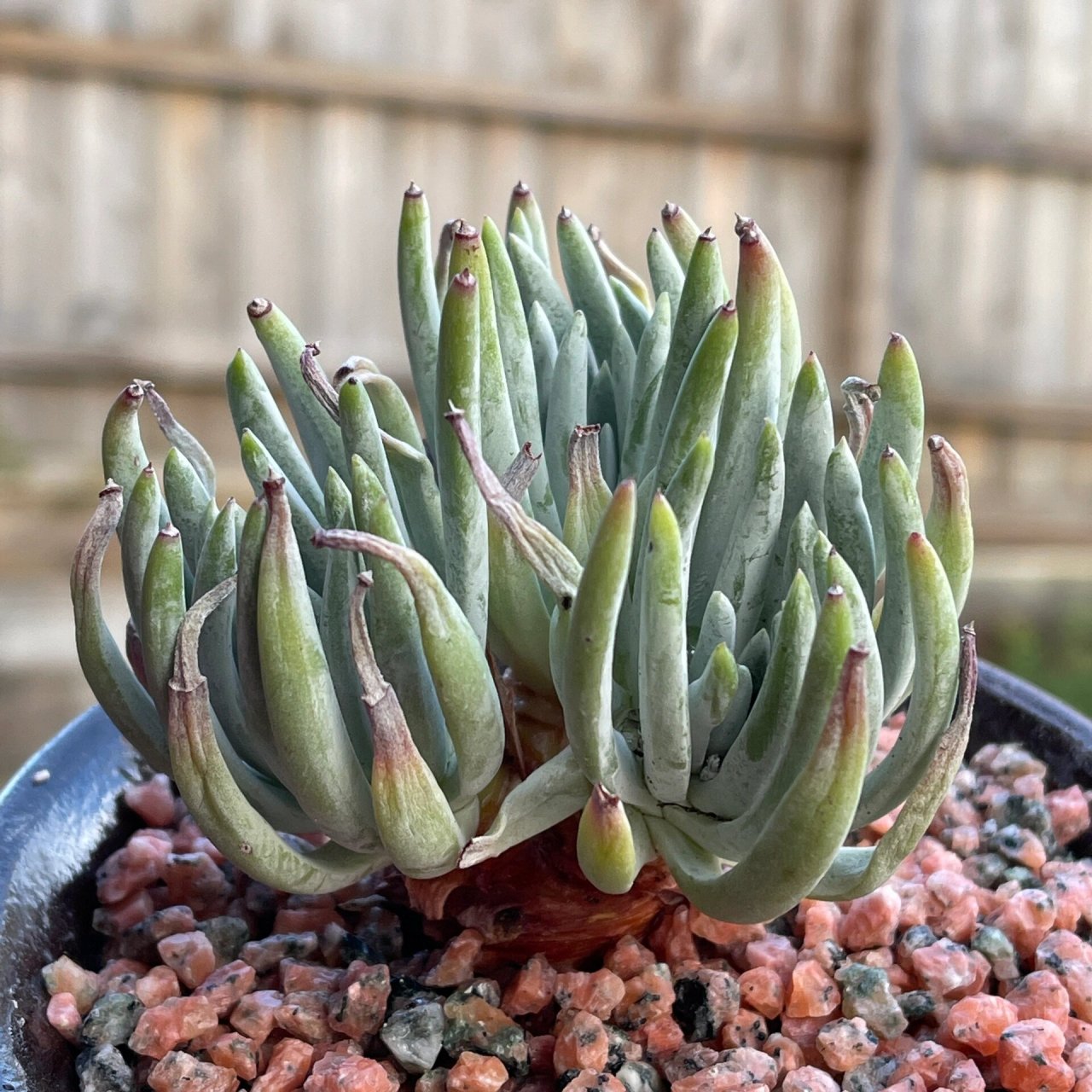 英文名: dudleya edulis 产地:来自南美的品种 仙女杯爱杜丽丝的多肉