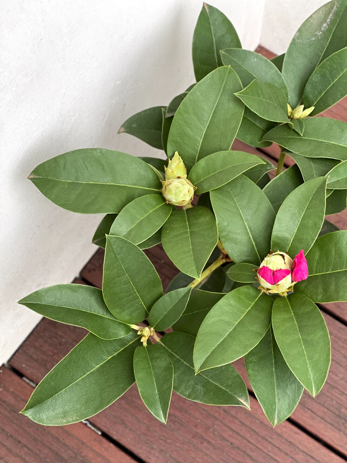 年宵花 |"红粉佳人"高山杜鹃盆栽00 年宵花"新"宠 去年开始在花市