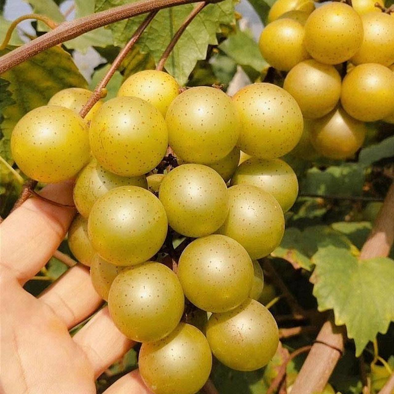 马斯卡丁美国圆叶丛林葡萄品种系列之一:《格威尔》真品种的变别真假