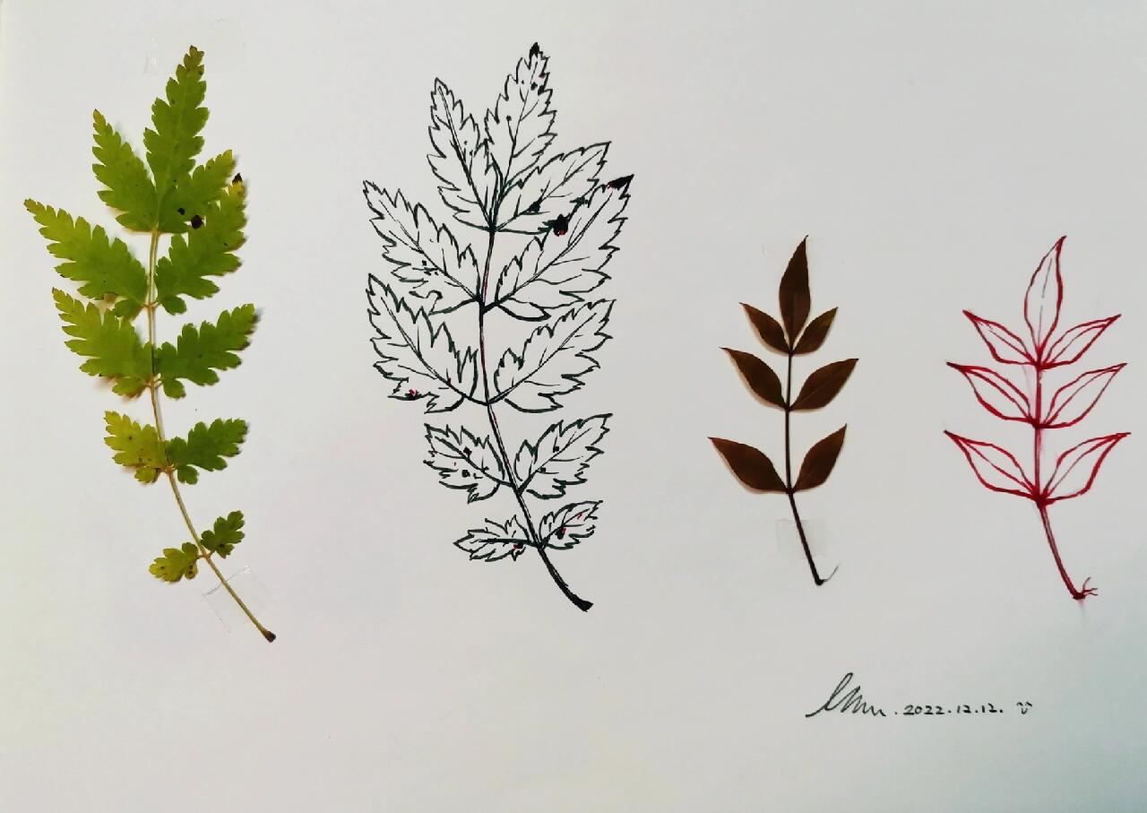 顺便做了一个植物标本#我看到的vs我画的# 速写#树叶