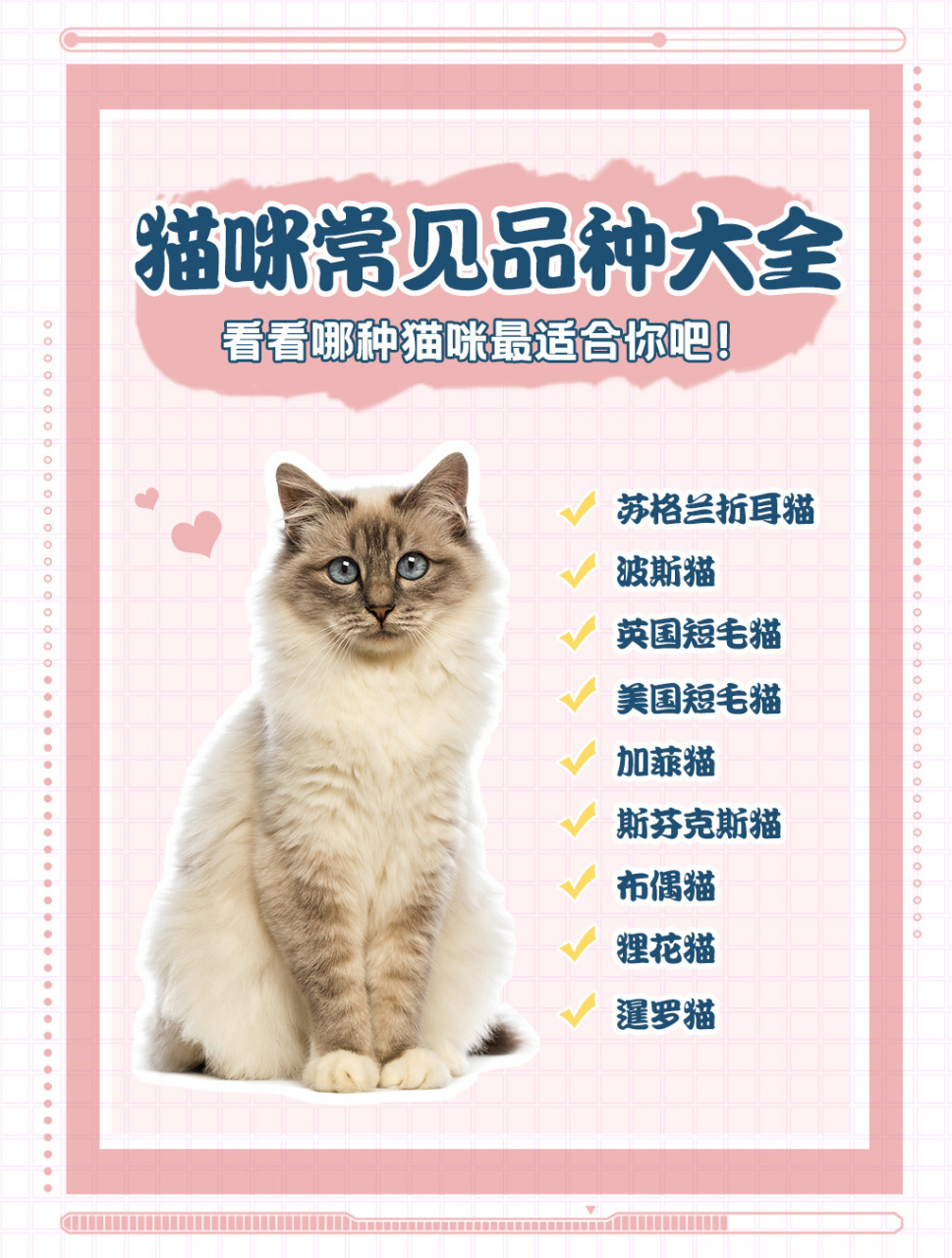 猫咪常见品种大全9315新手选猫可收藏 16615苏格兰折耳猫