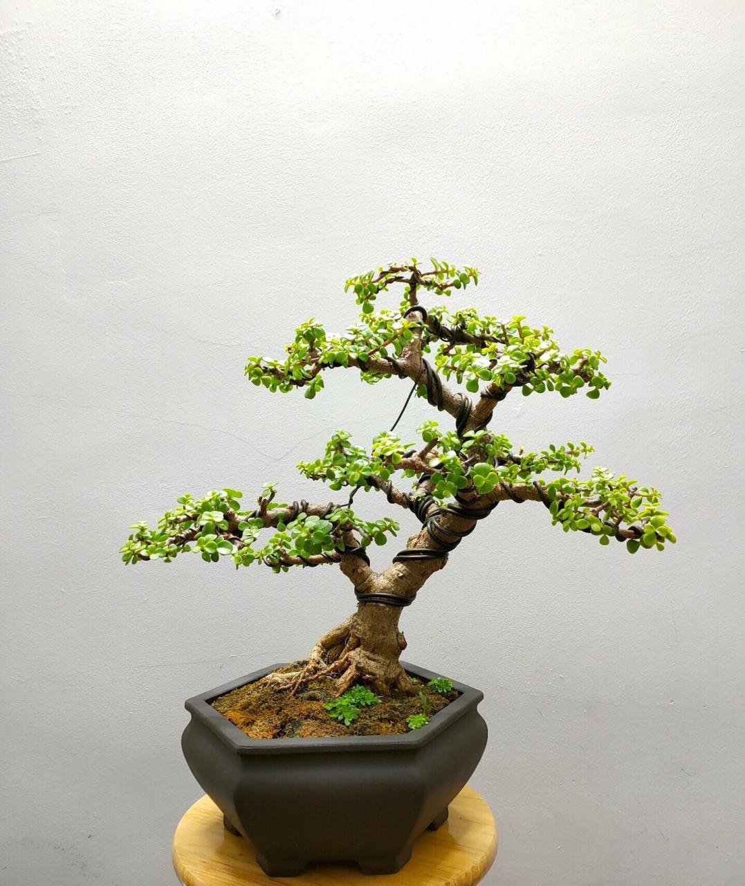 金枝玉叶盆景