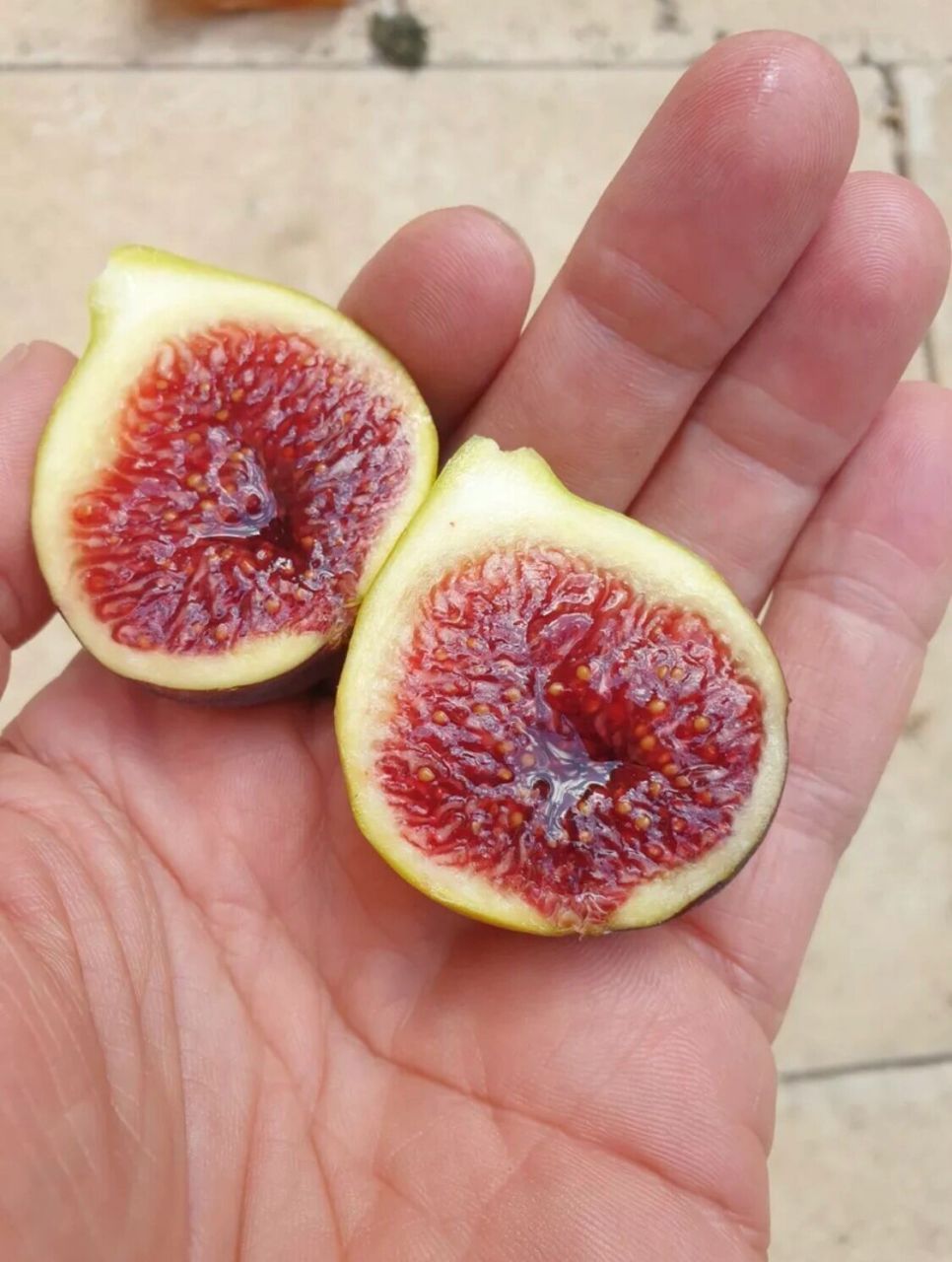 澳洲极其稀有无花果品种bnr&mr,美的不像话 得到枝条后就细心呵护