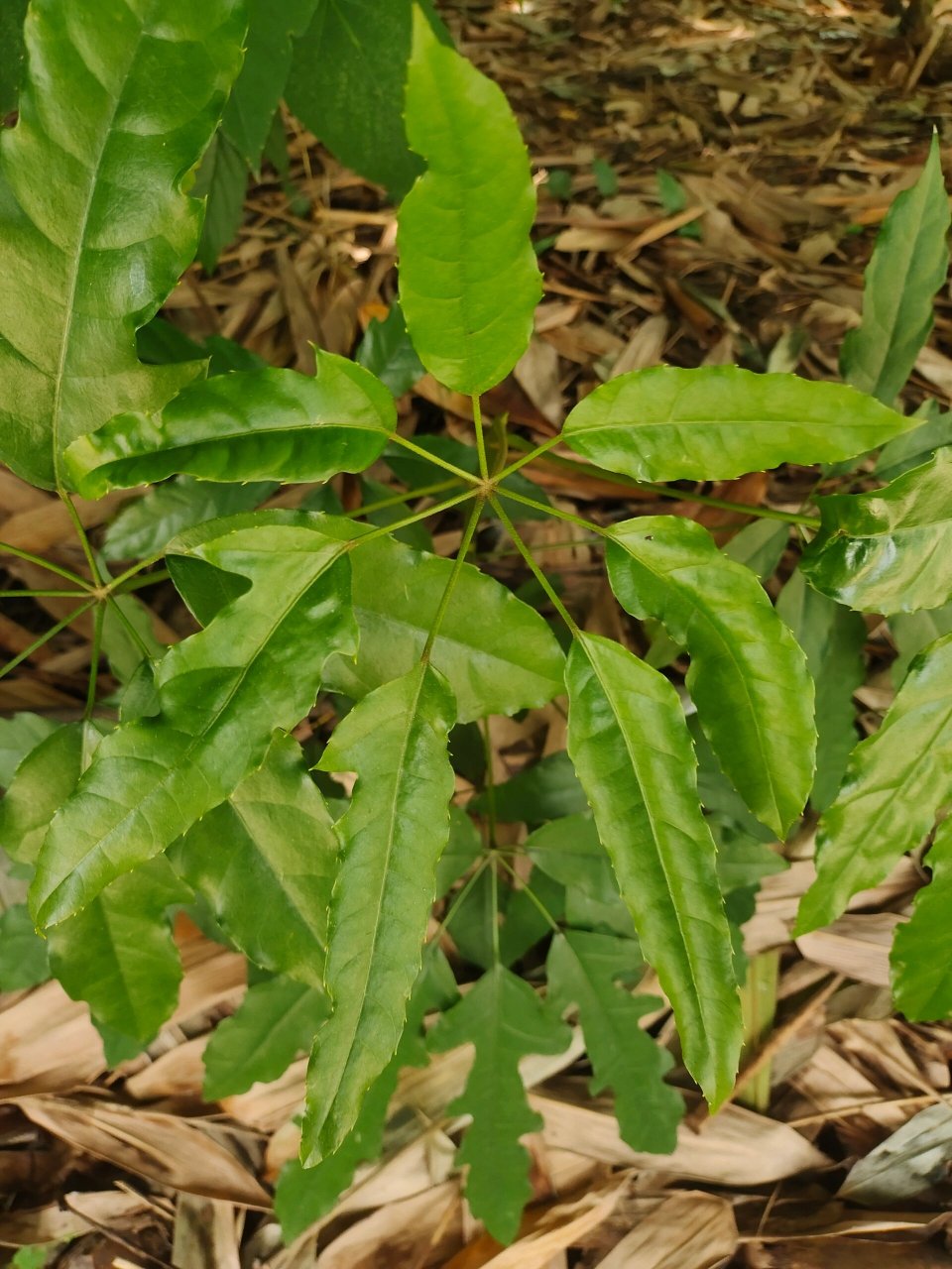 [61]每天认识一种植物—鹅掌柴 91别名:鸭掌木,鹅掌木,大叶伞,鸭脚