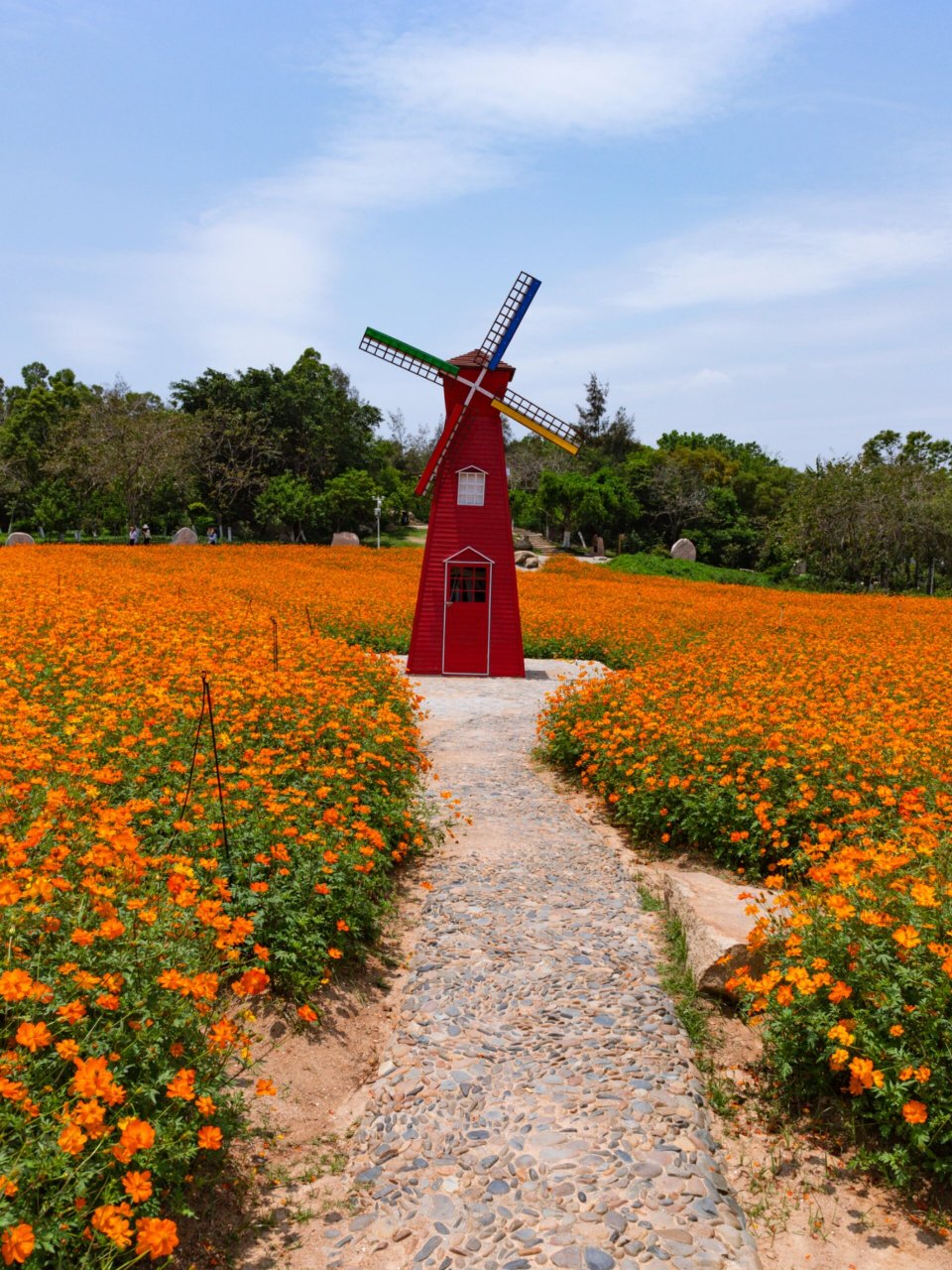 厦门翔安花海 | 香山公园硫华菊98野性橙 97山海小能手→zlu变身