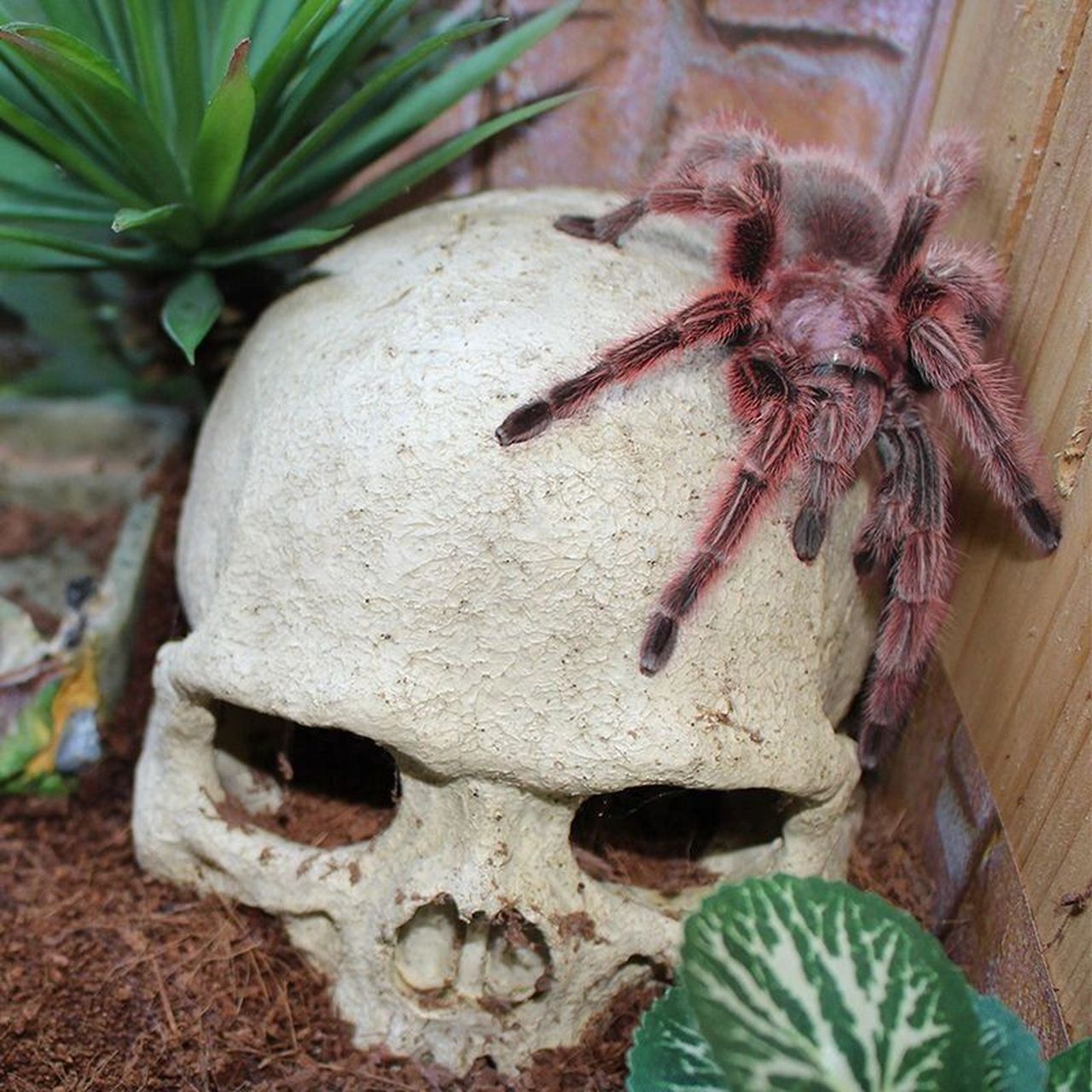 这种品种的蜘蛛性格十分温顺,适应力强,几乎不咬人,可以上手把玩 养