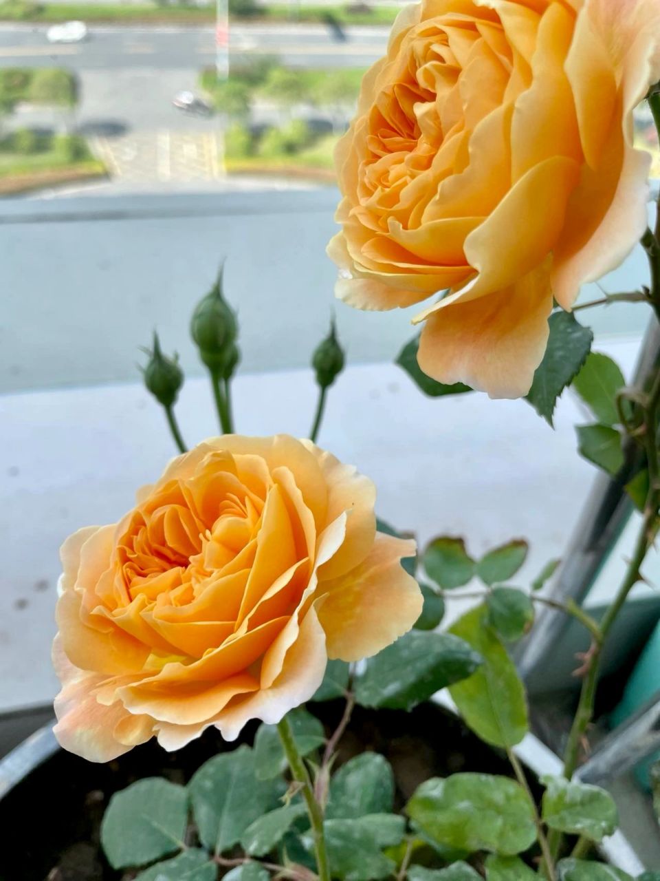 色香俱全的藤本月季玛格丽特王妃 玛格丽特王妃是藤本月季黄花系的