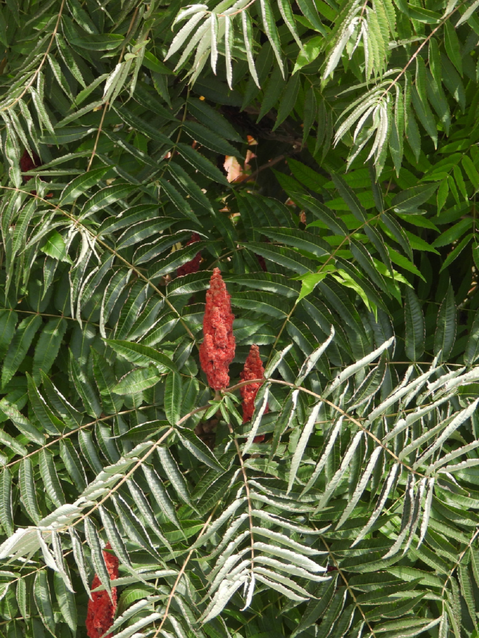 西北植物|火炬树 漆树科,盐肤木属.