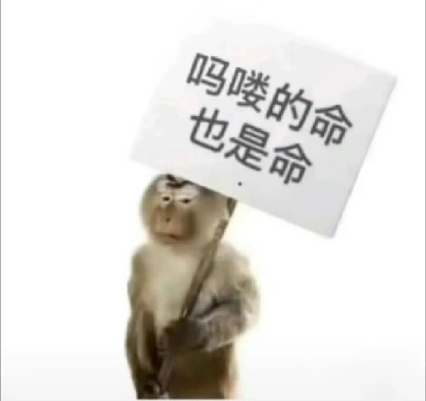 吗喽的命也是命      一入猴门深似海