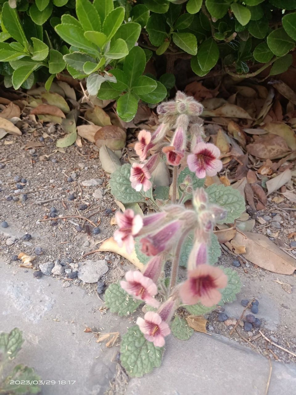 这才是野生地黄 功效和作用: 清热凉血,养阴生津,益精填髓 地黄有生