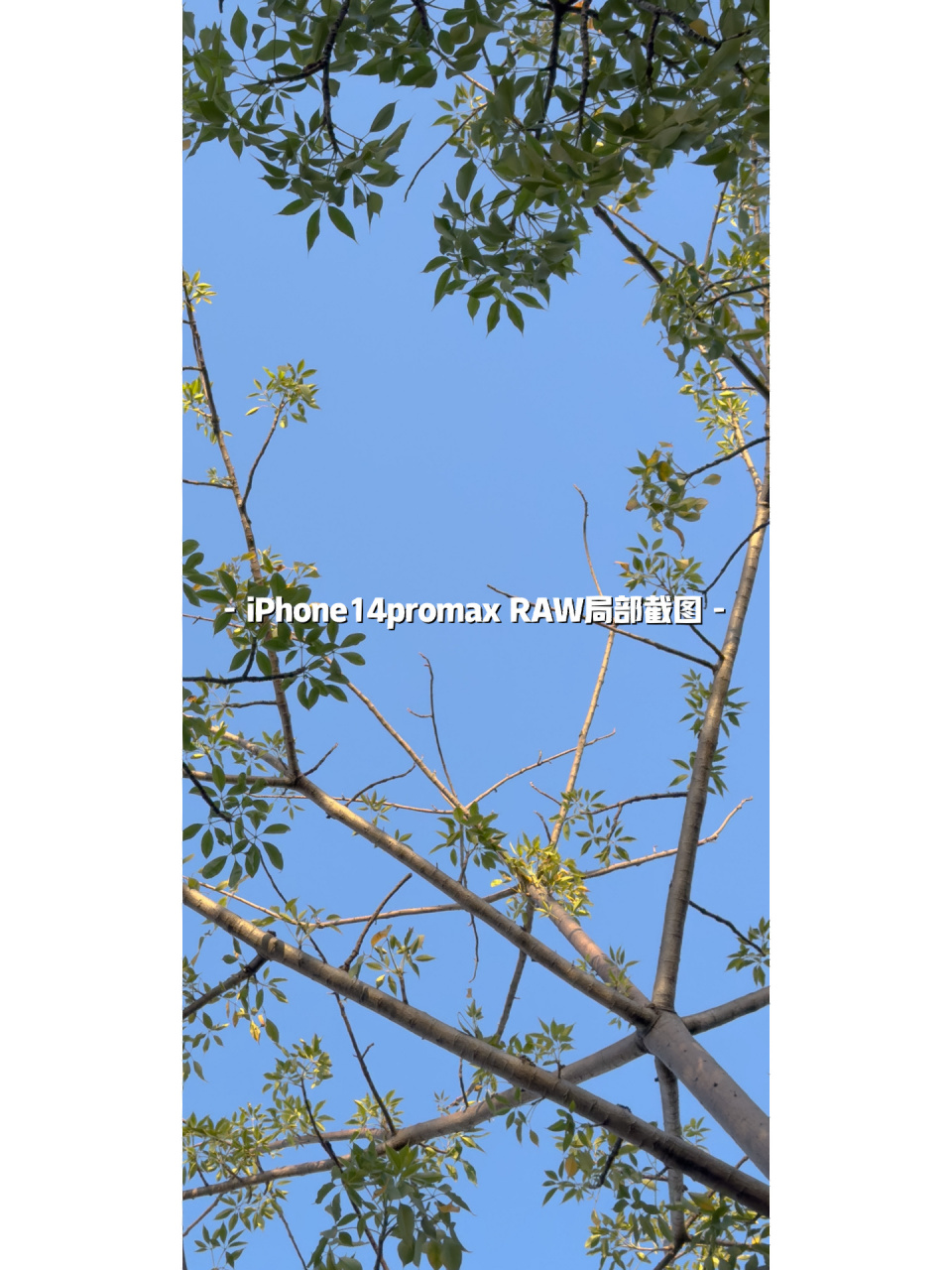 到底是谁再说14pro拍照不好看的 根本就是壁纸生成器啊 色调和xsmax差