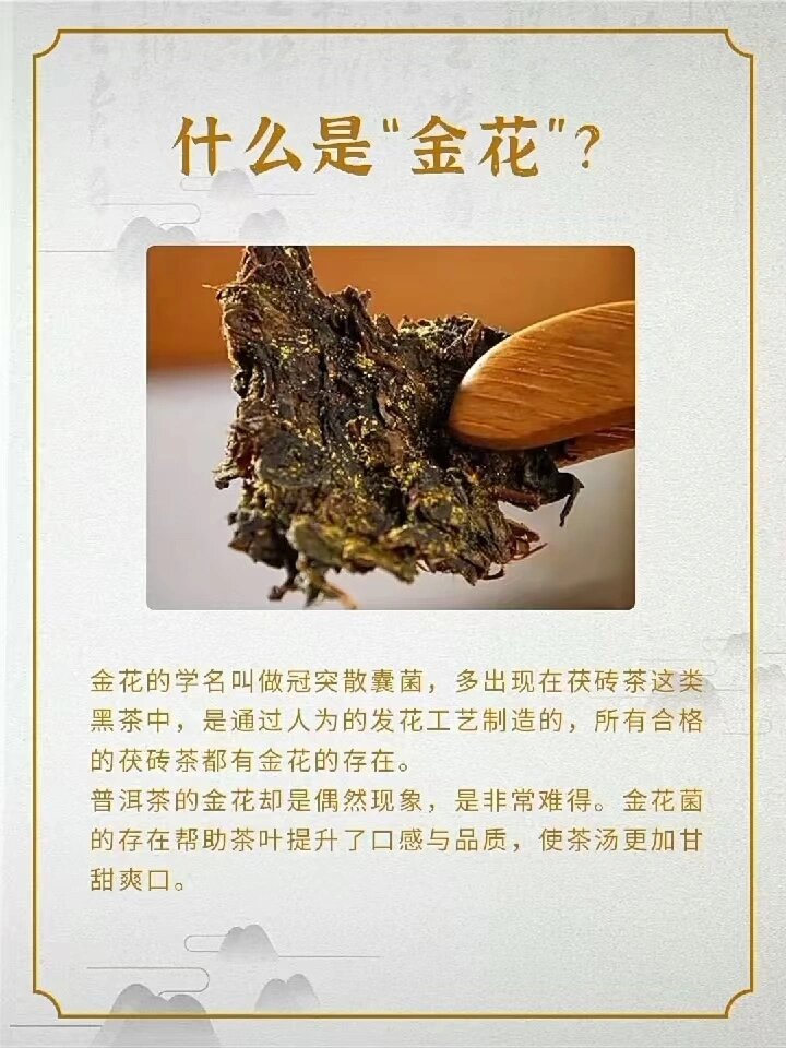 普洱茶金花与黄曲霉图片