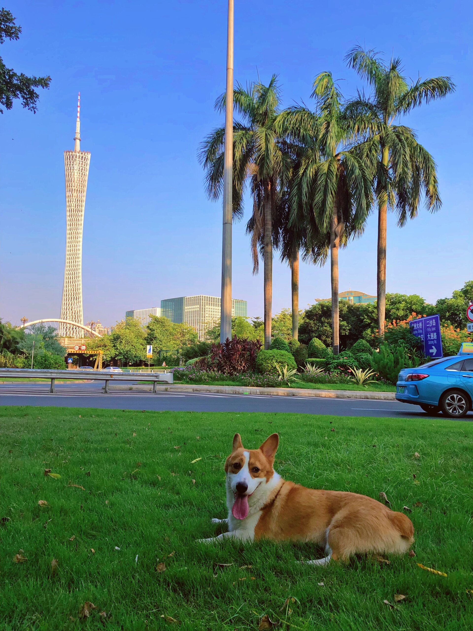 广州|二沙岛宠物友好公园可野餐放心去浪吧!