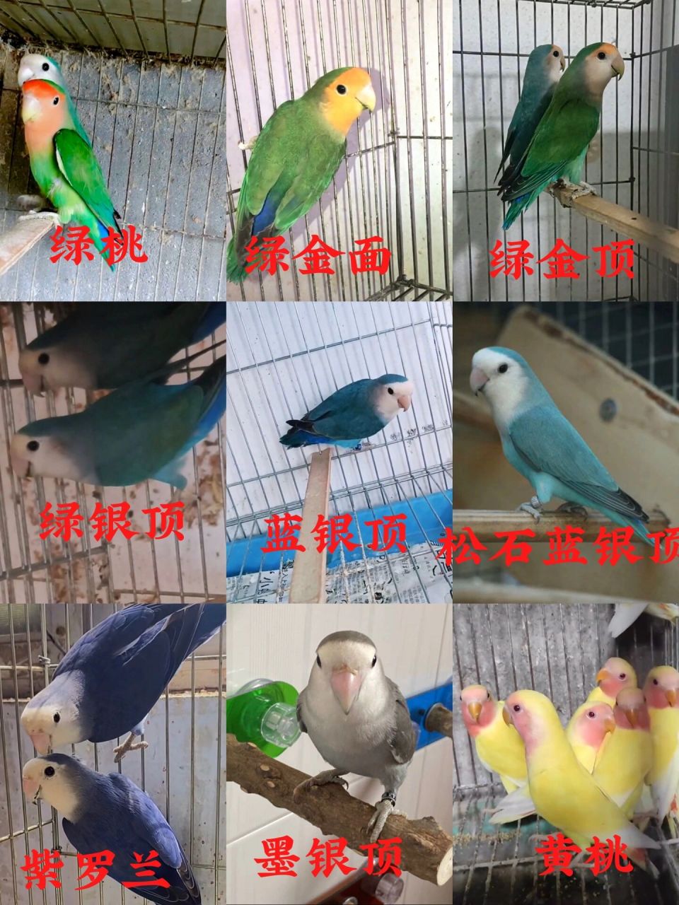 牡丹鹦鹉品种大全(实拍图) 经过几天的努力, 牡丹鹦鹉品种大全实拍图