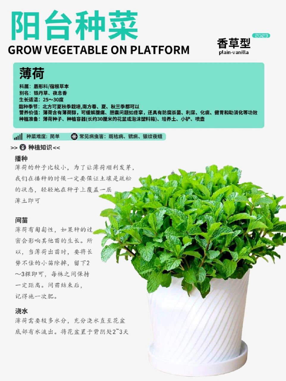 阳台种菜|薄荷香草种植攻略卡片!