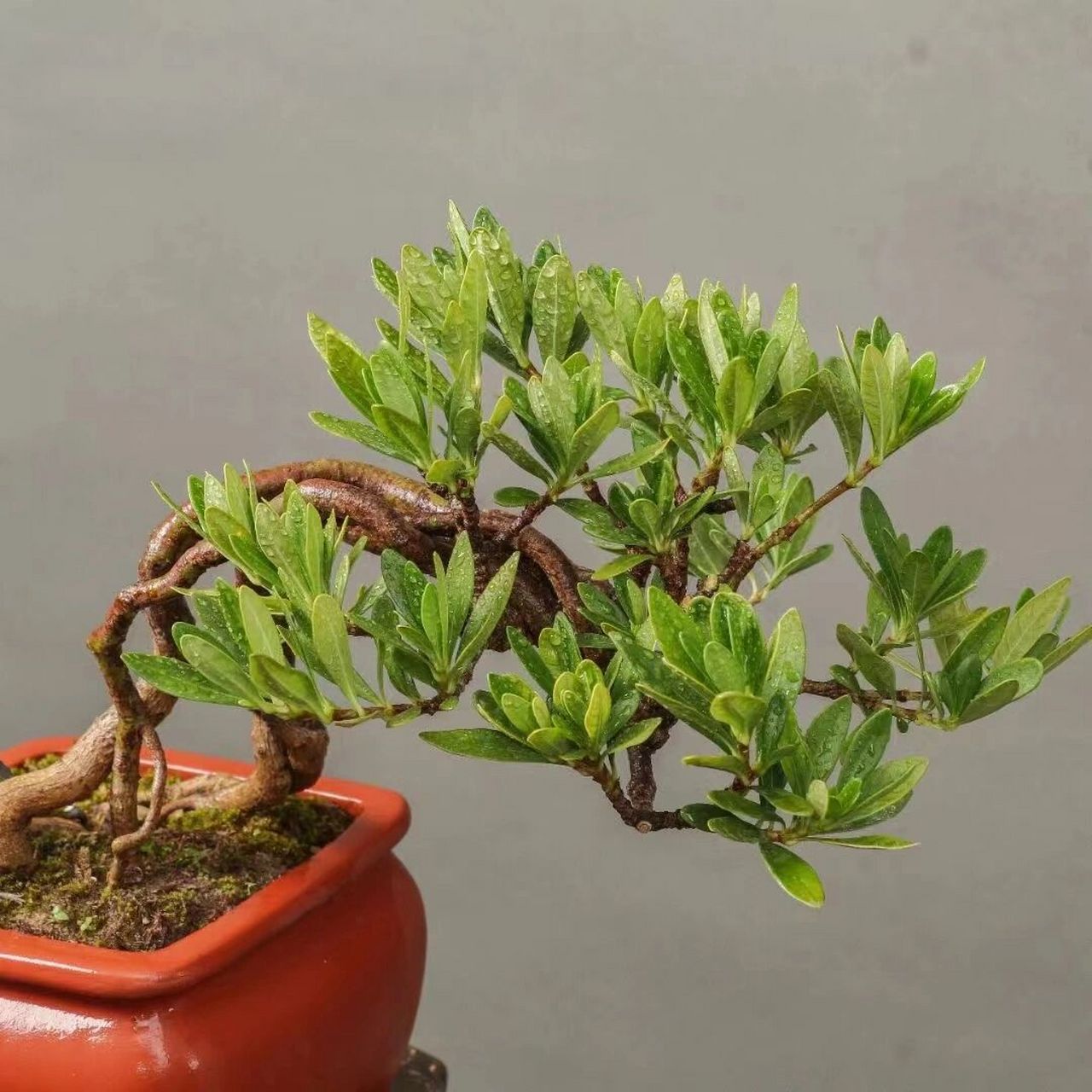 日本进口清誉栀子花,开白色花,洁白无瑕, 日本进口清誉栀子花,开白色