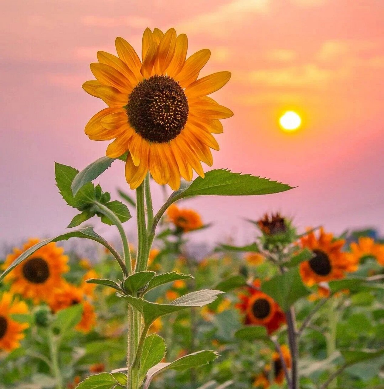什么风景做头像最吉利 1.节节高升 2.好远莲莲 3.荷气生财 3.向阳花开
