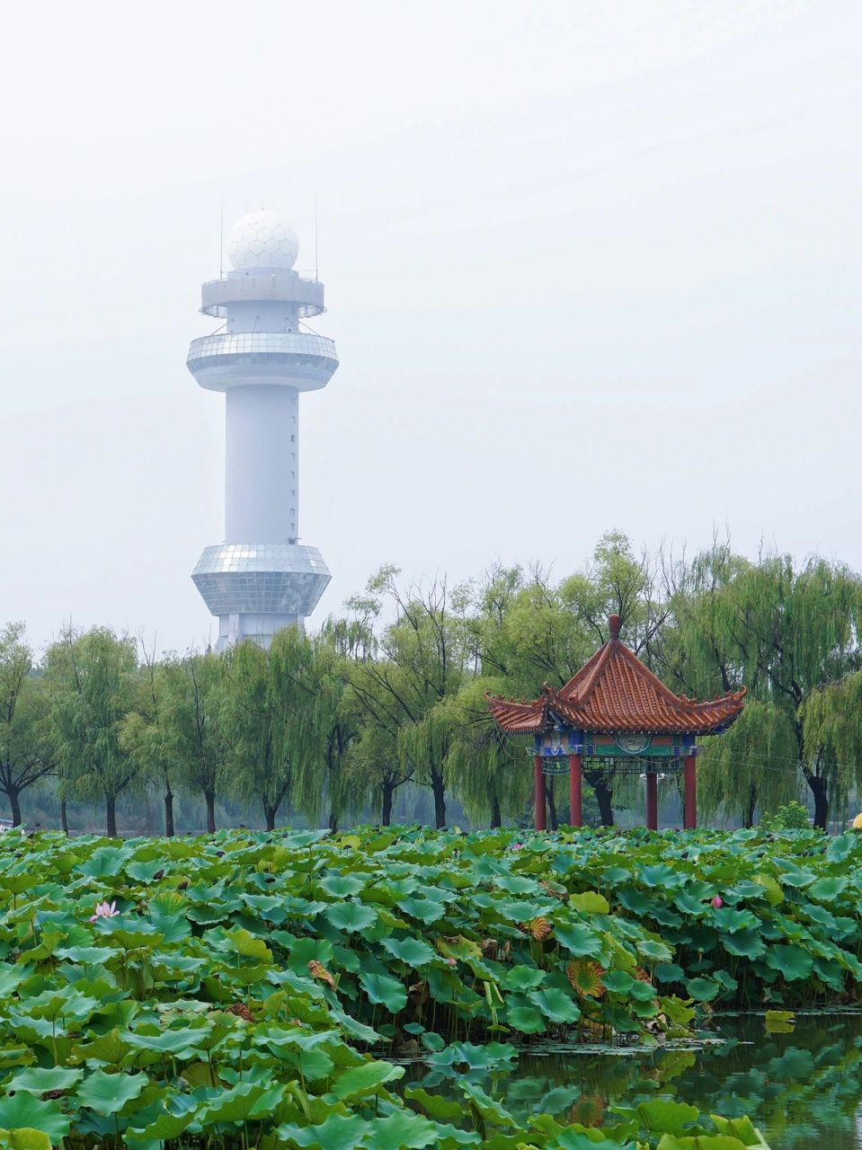 濮上园有什么景点图片