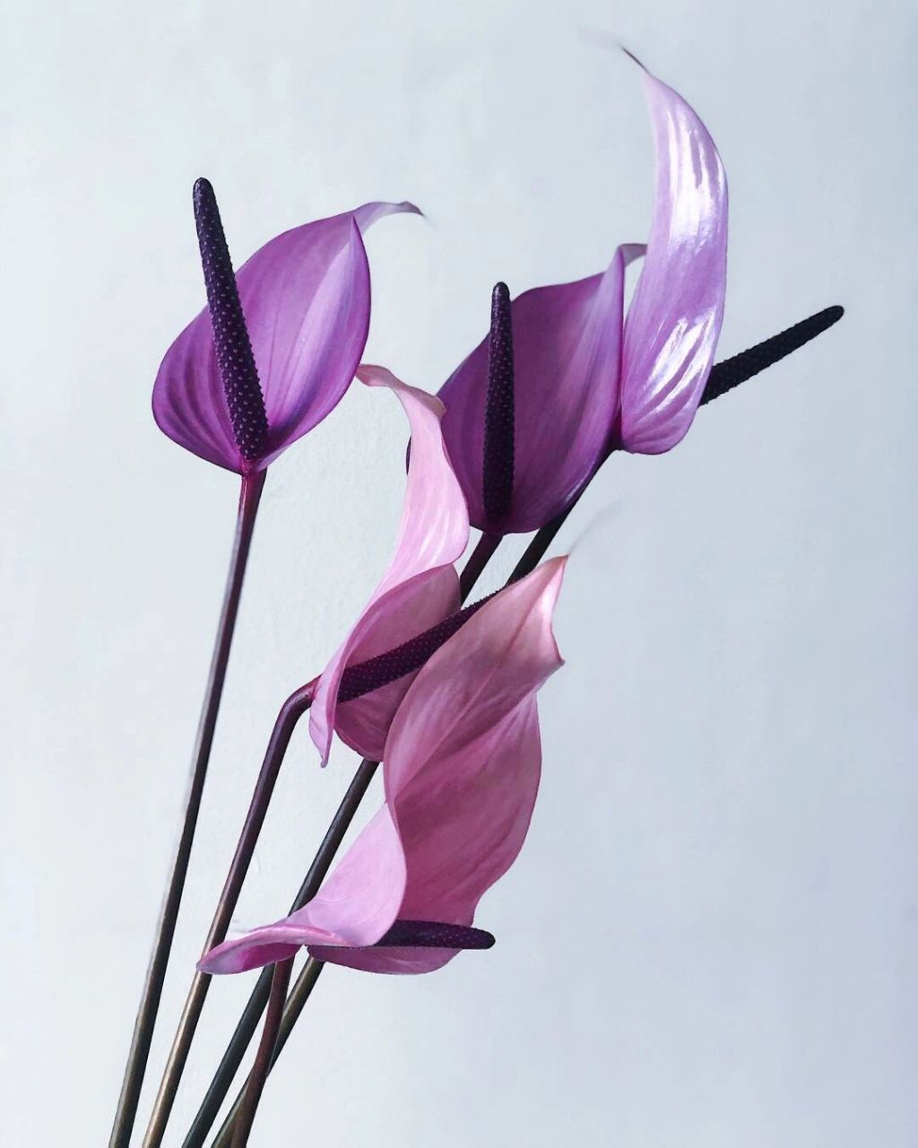 带你每天认识一种花材192|紫掌"普利维亚" 9595花材:"普利维亚"掌