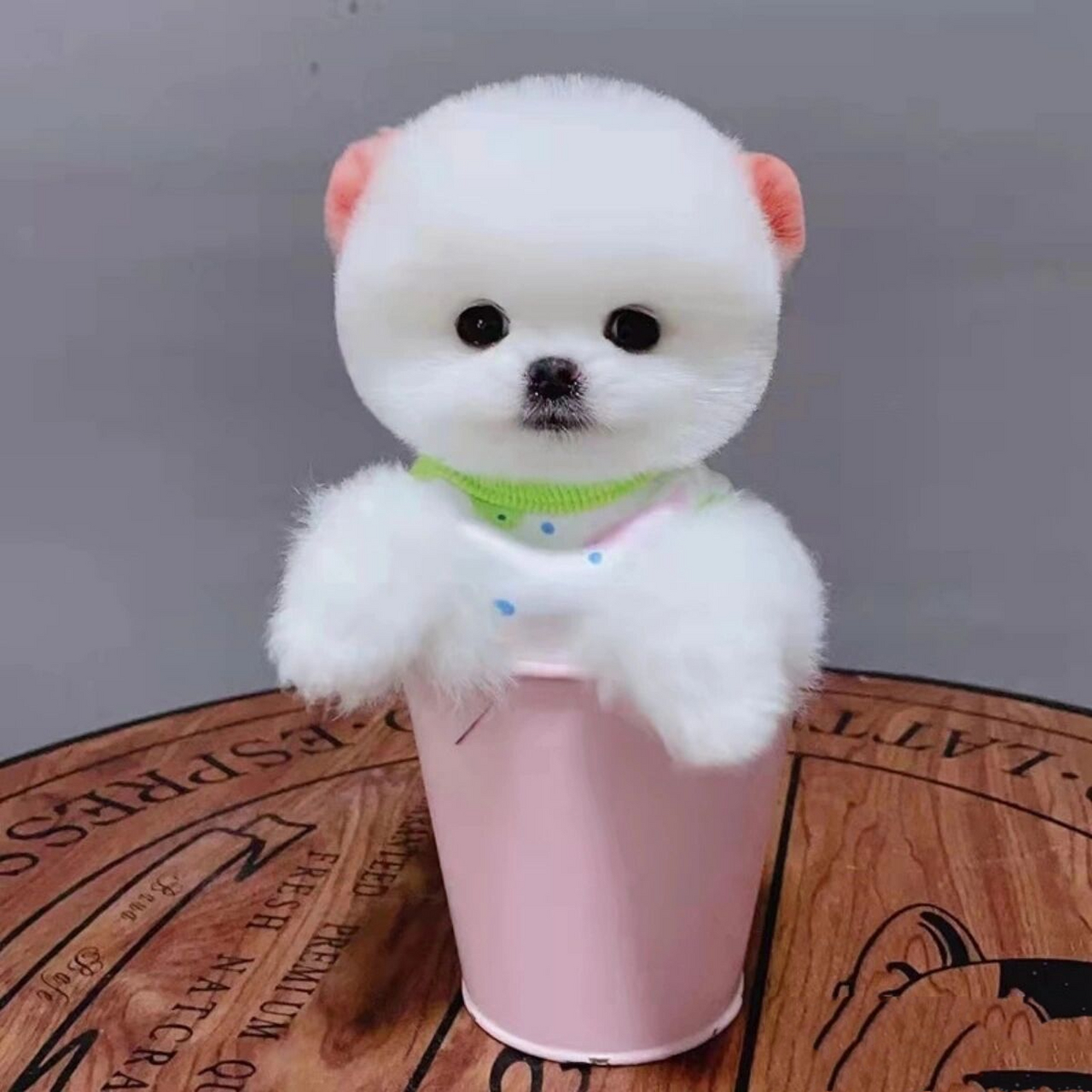 可爱茶杯犬头像