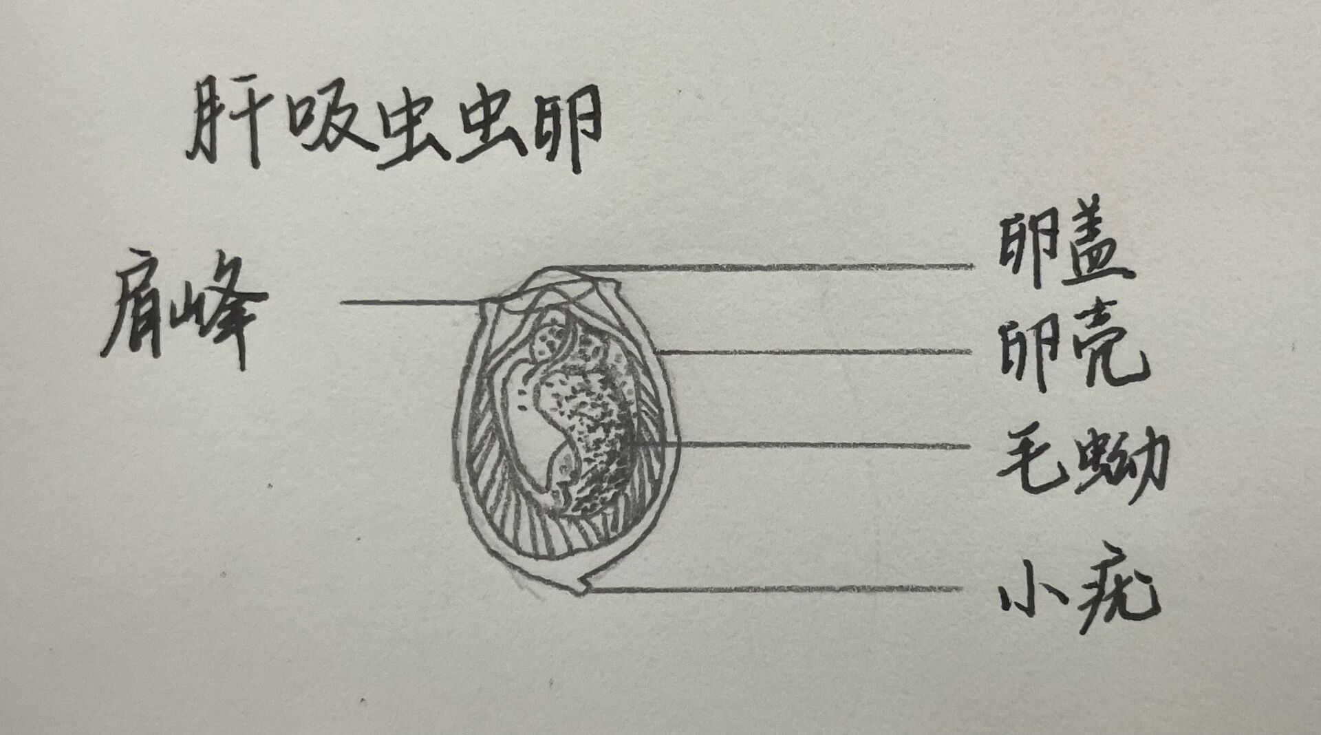 肝吸虫手绘图图片